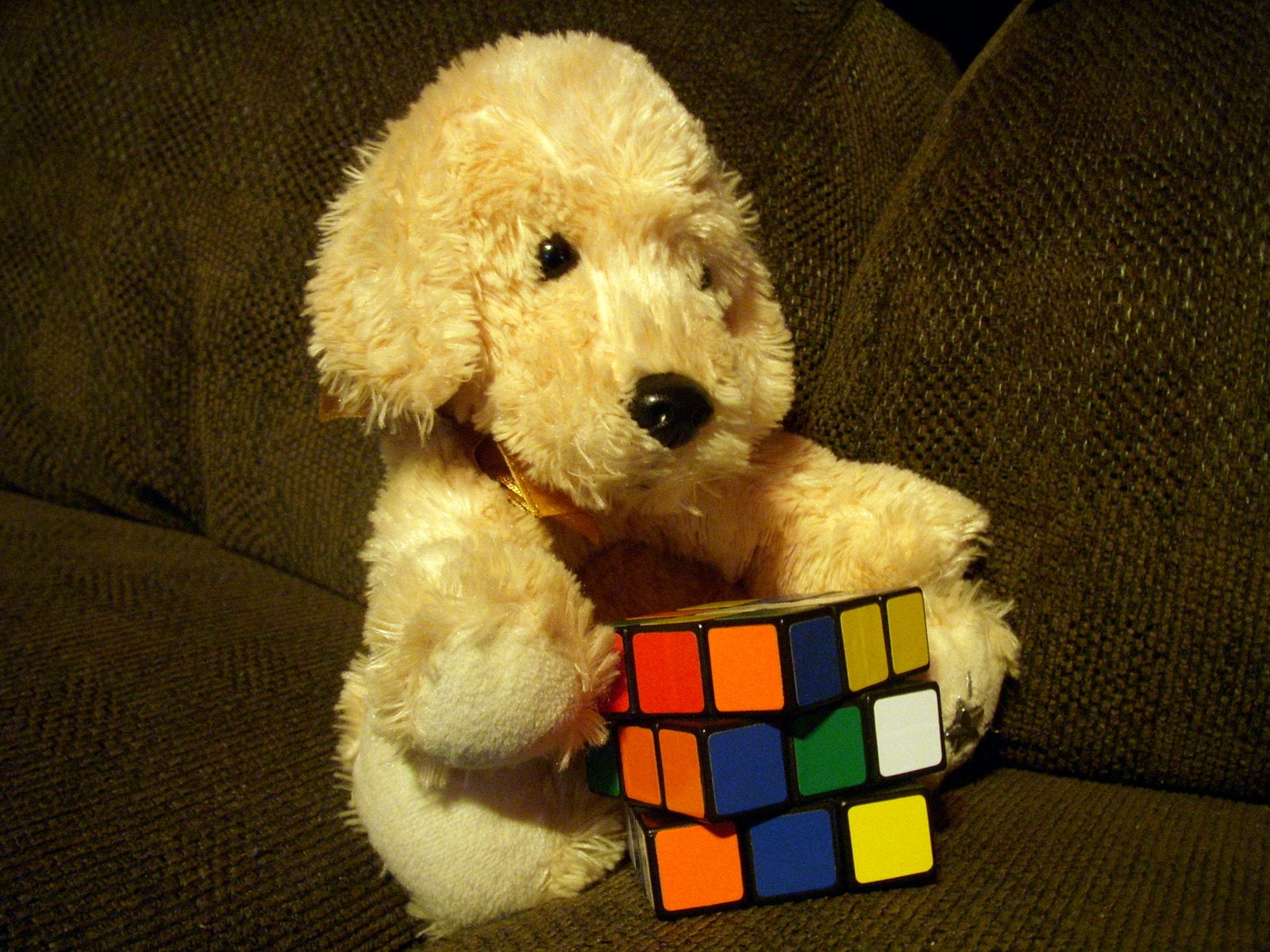 720P, no people, Rubiks, toy, Stuffed, canine, domestic animals, cube, poodle, animals, animal, animal themes, indoors, portrait, one animal, domestic, HD Wallpaper
