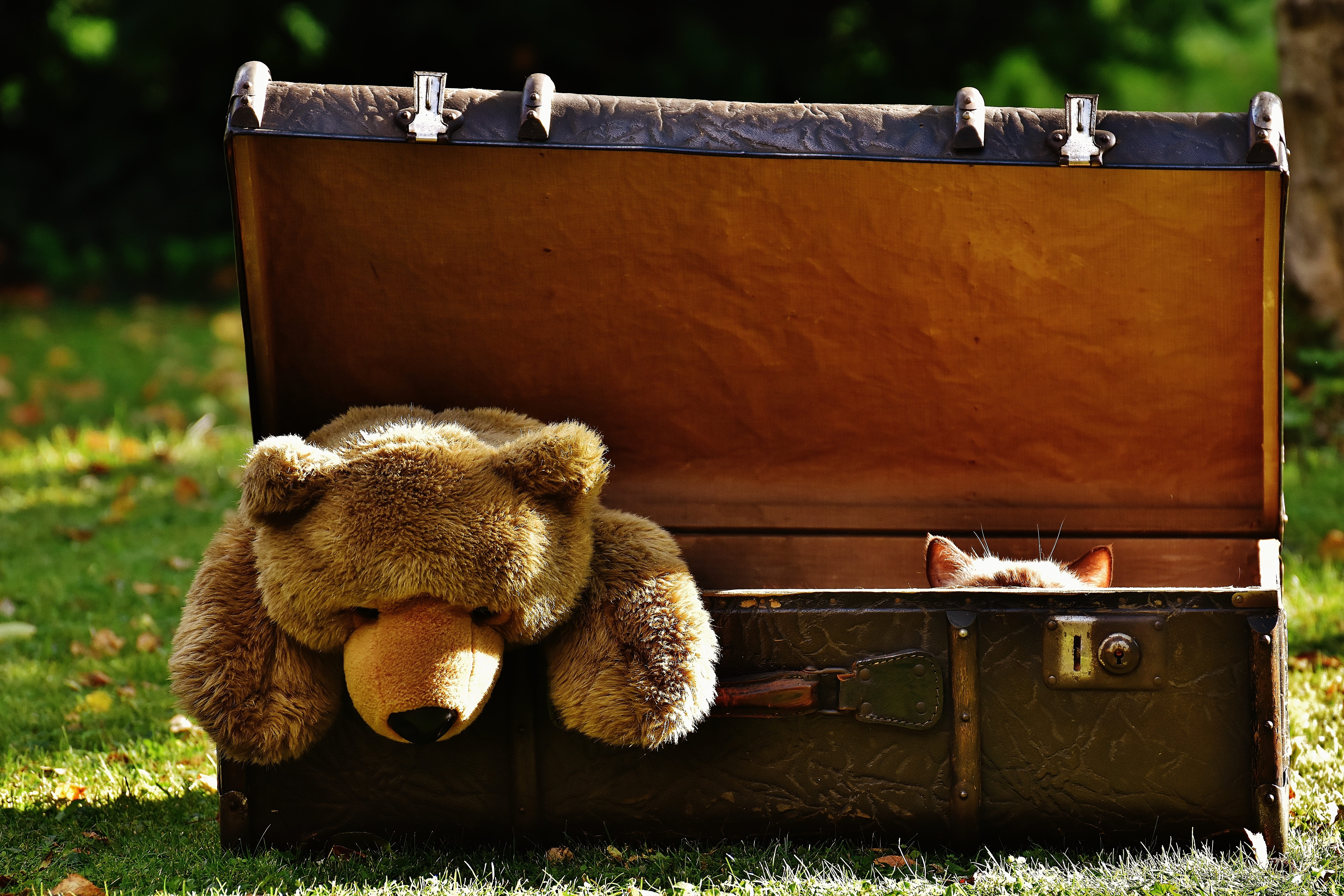 teddy bear, container, stuffed animal, plant, laundry, luggage, focus on foreground, mammal, brown, box, plush, antique, wood - material, curious, cat, HD Wallpaper