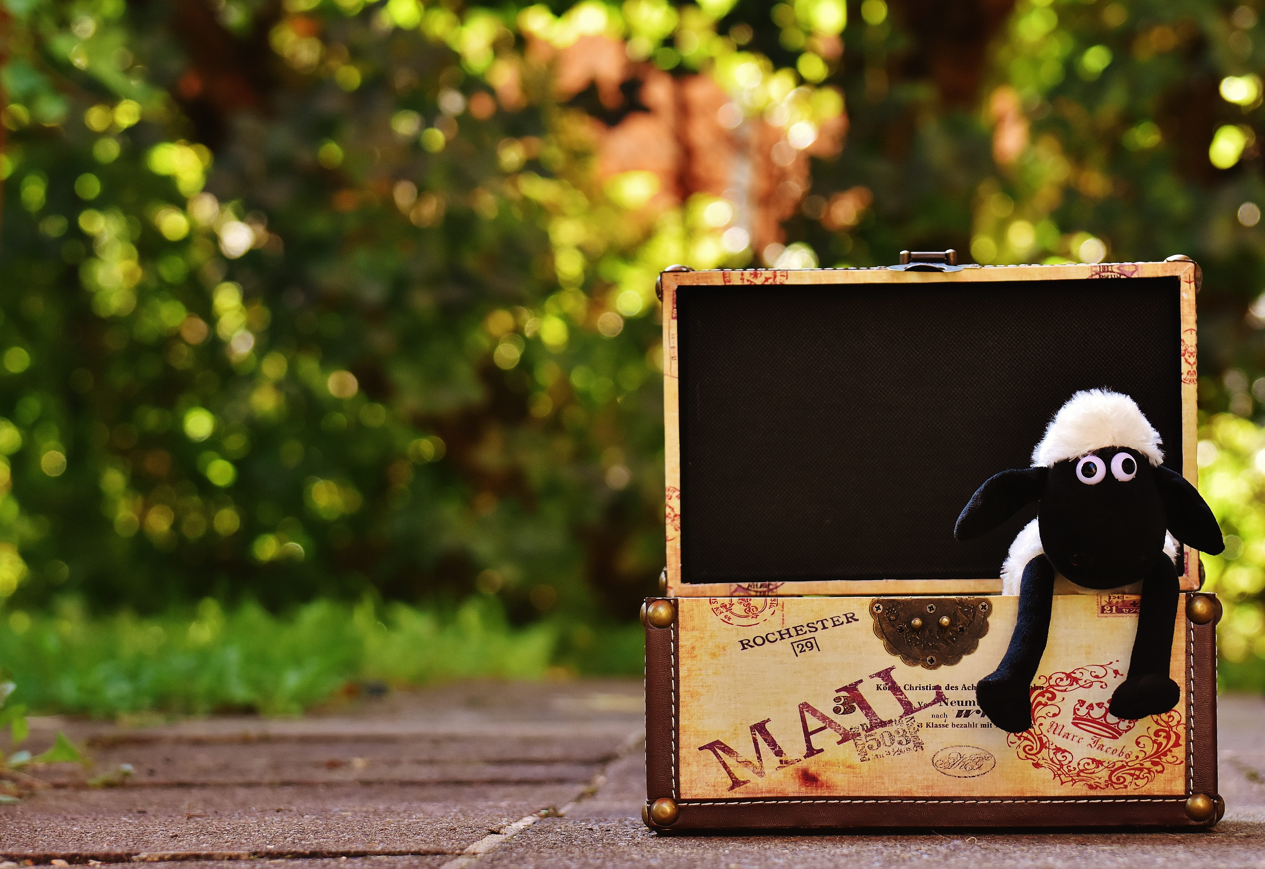 plant, 5K, fun, text, box, focus on foreground, tree, human representation, soft toy, figure, funny, communication, cute, outdoors, sheep, chest, message, HD Wallpaper