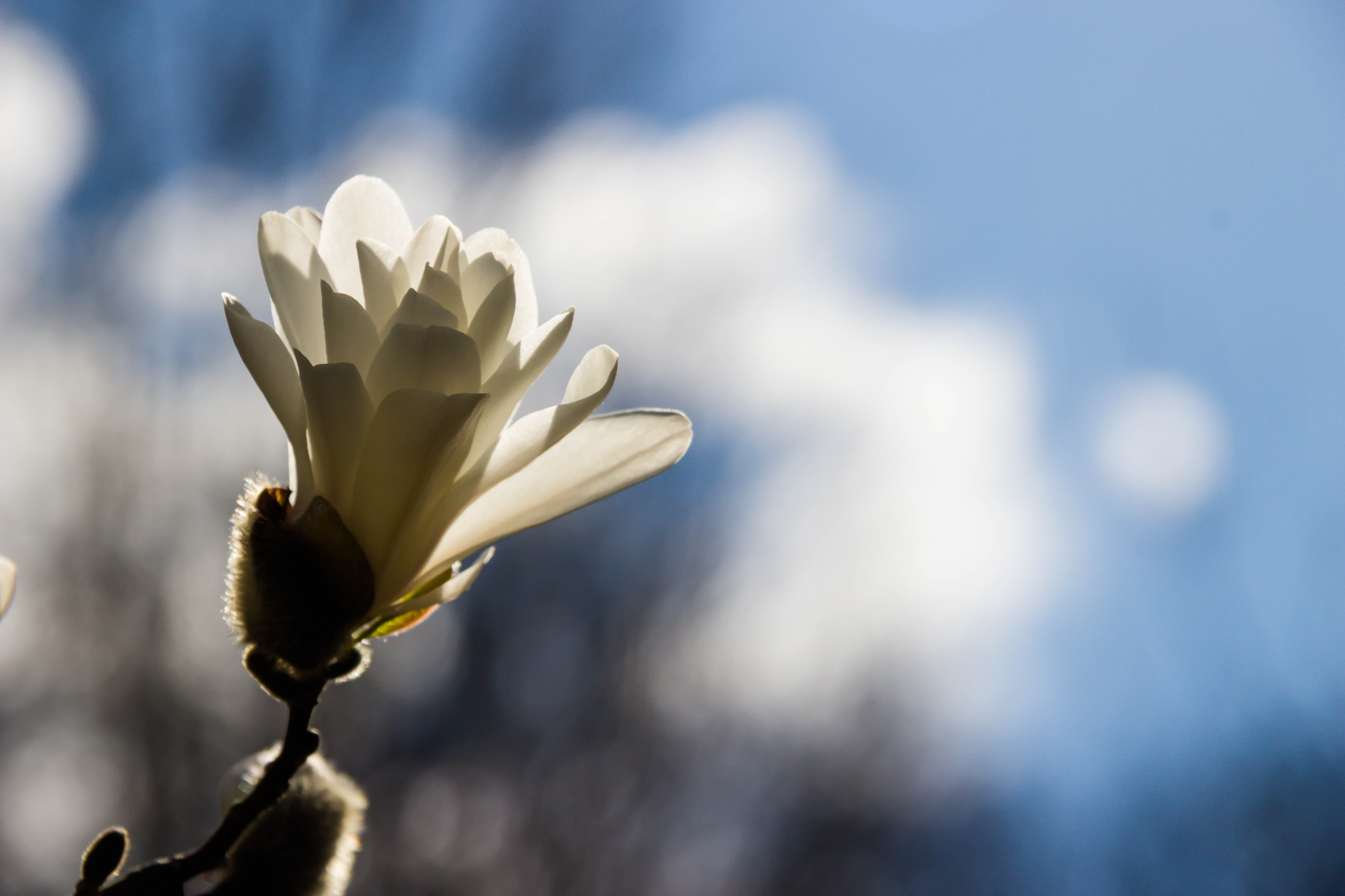 nature, vår, Alnarp, knopp, petaled, plant, outdoors, Flower, flower Head, close-up, selective, spring, focus, magnolia, photography, garden, selective focus, HD Wallpaper