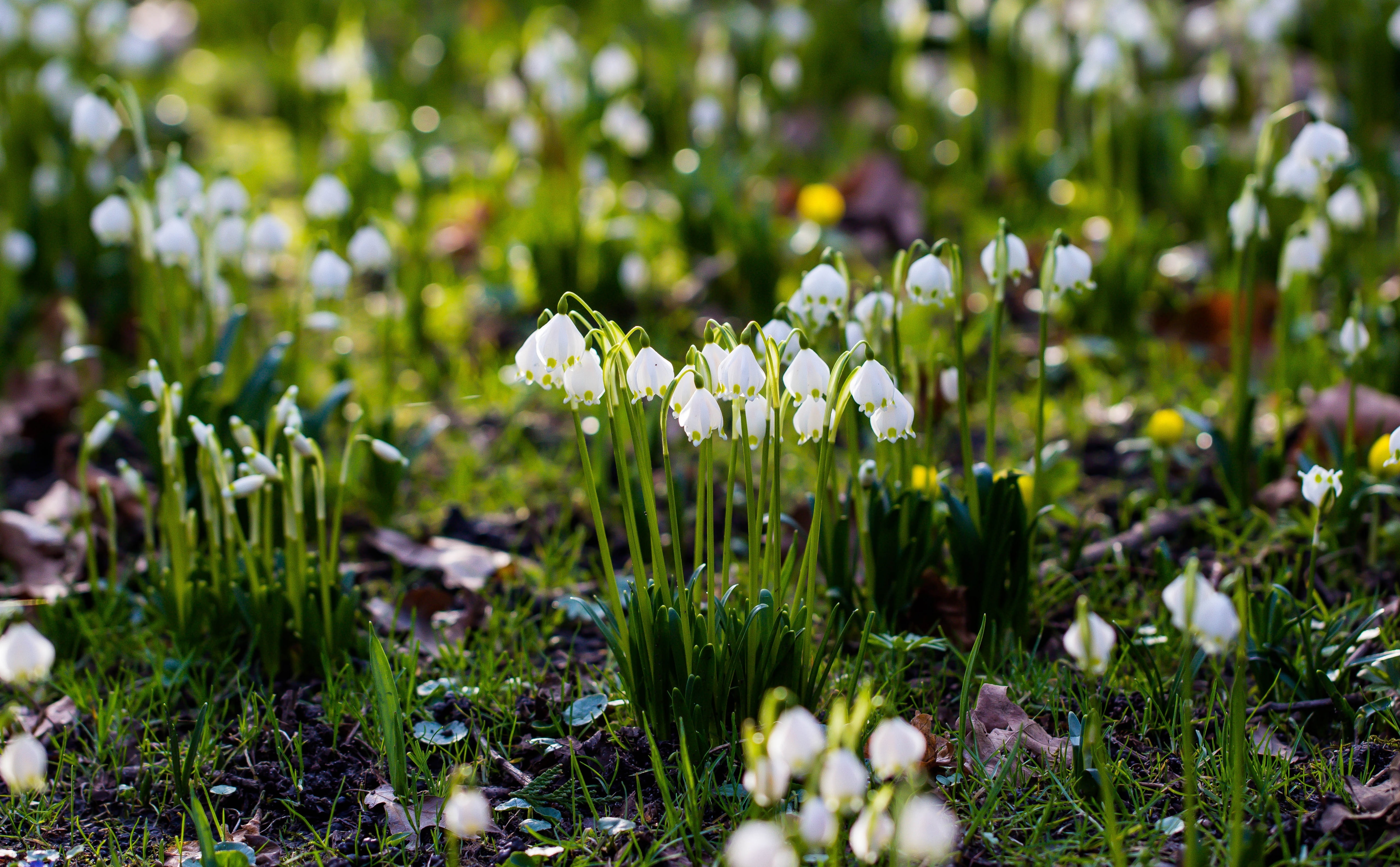 no people, Seasons, white color, land, white, day, close-up, growth, plant, 5K, fragility, alnarp, Spring, vulnerability, field, selective focus, green color, HD Wallpaper