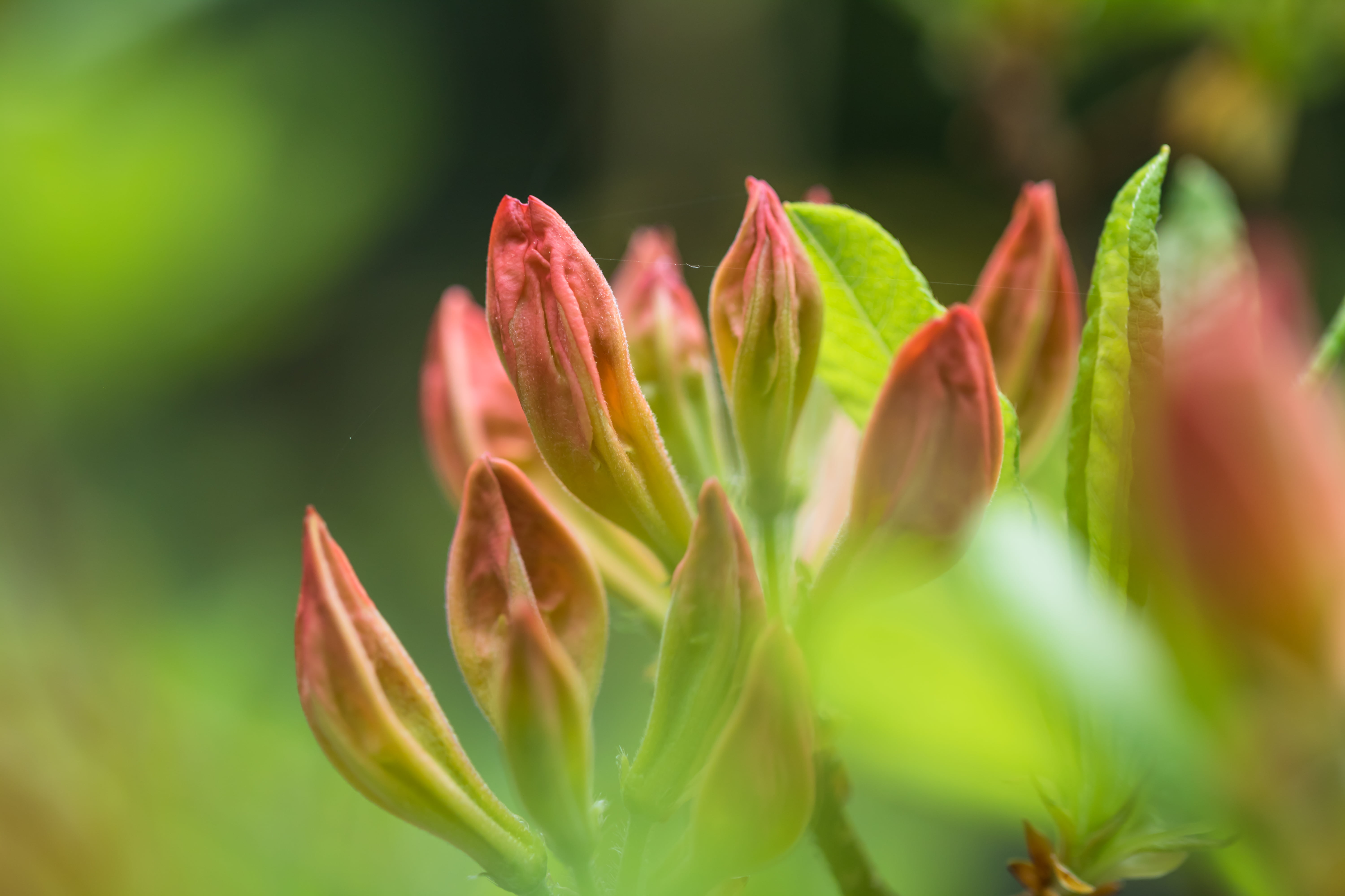 green, Alnarp, daytime, macro, plant, nature, makro, flower, Up close, leaf, beauty In Nature, close-up, flower Head, natur, buds, park, red, 5K, petal, HD Wallpaper