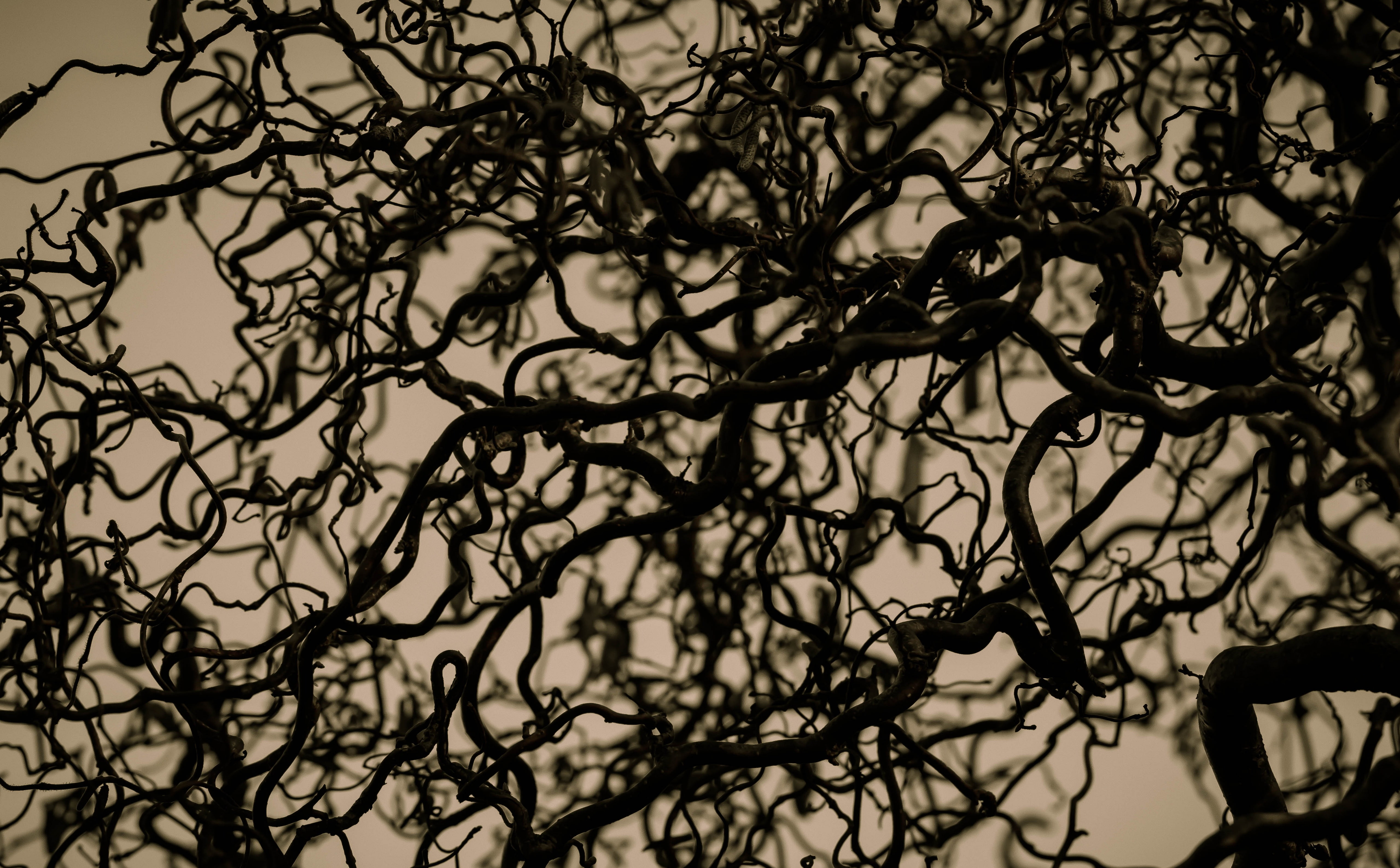 5K, growth, bare tree, Branches, tranquility, selective focus, Black and White, beauty in nature, low angle view, complexity, Branch, Sweden, silhouette, HD Wallpaper