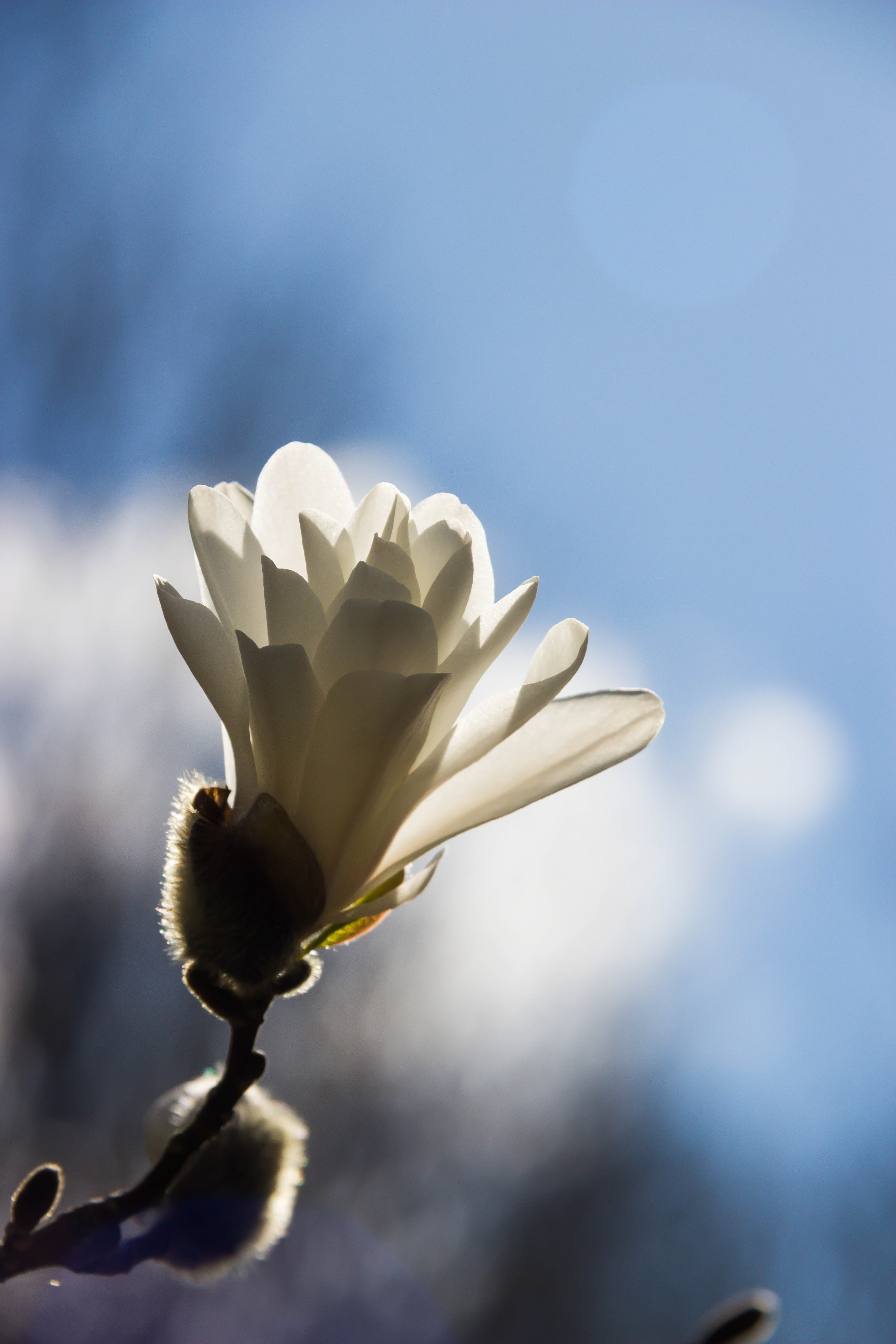 petal, close-up, nature, photo, springtime, Alnarp, Flower, blossom, magnolia, flower Head, bud, knopp, focus, magnolia  park, spring, petaled, close, 5K, Phone HD Wallpaper