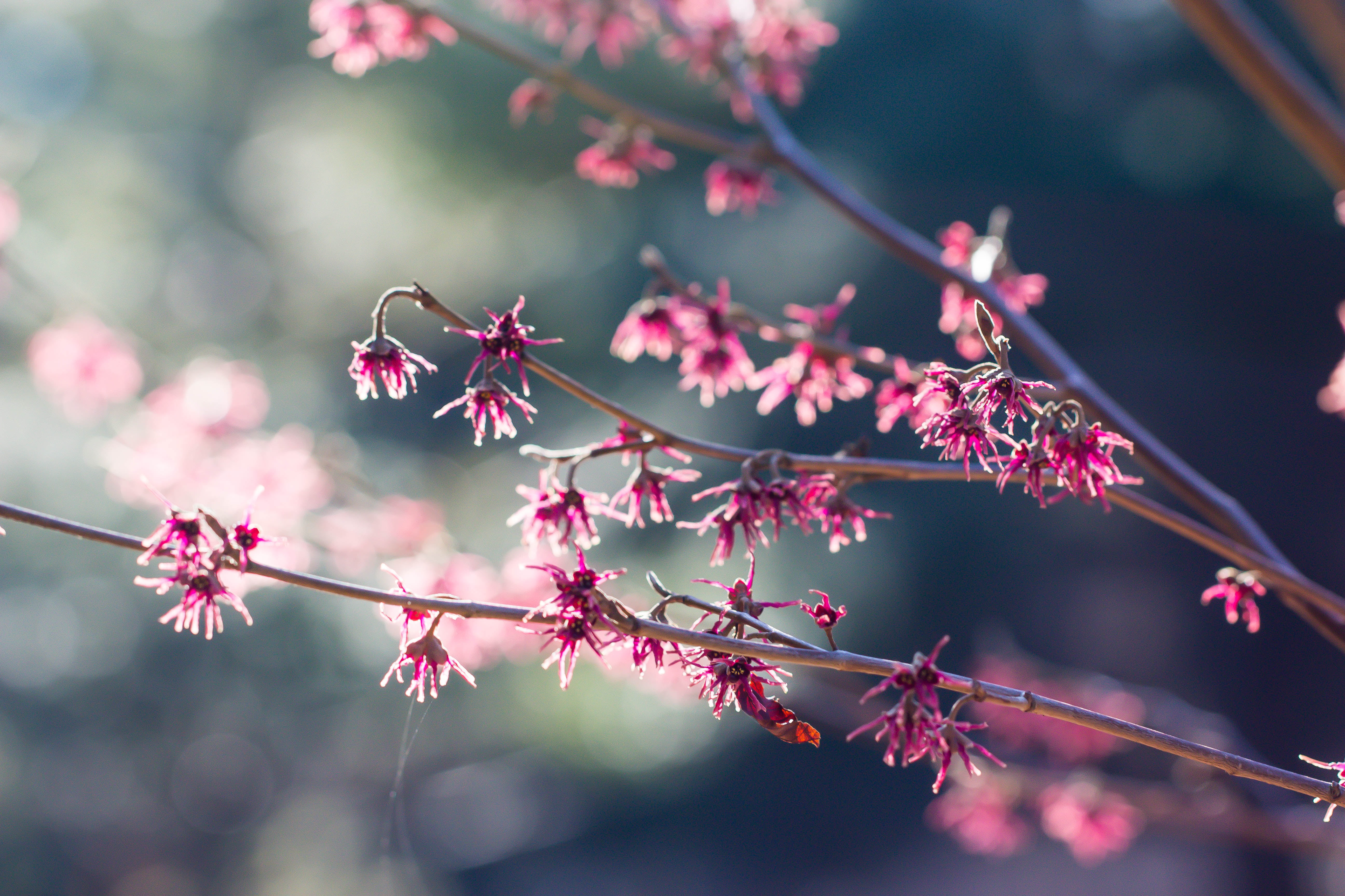 Flower, japan, photo, 5K, plant, pink Color, nature, selective, spring, season, Alnarp, flowers, springtime, petaled, pink, bokeh, Explore, gren, tree, HD Wallpaper