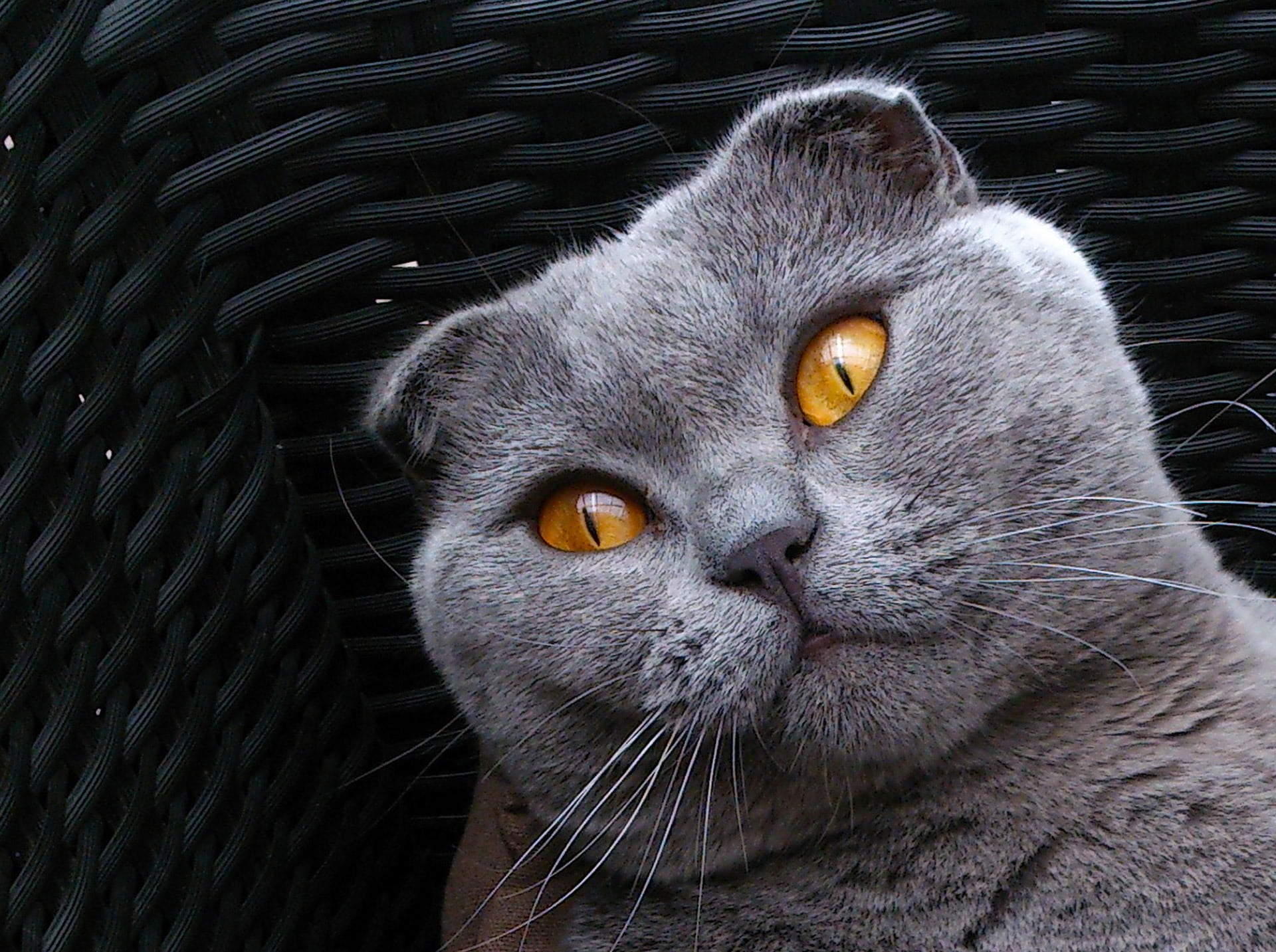 cat kitten, cute animals, close-up, cat, yellow eyes, gray, animal head, feline, animal, richard blom, mammal, one animal, portrait, looking at camera, HD Wallpaper
