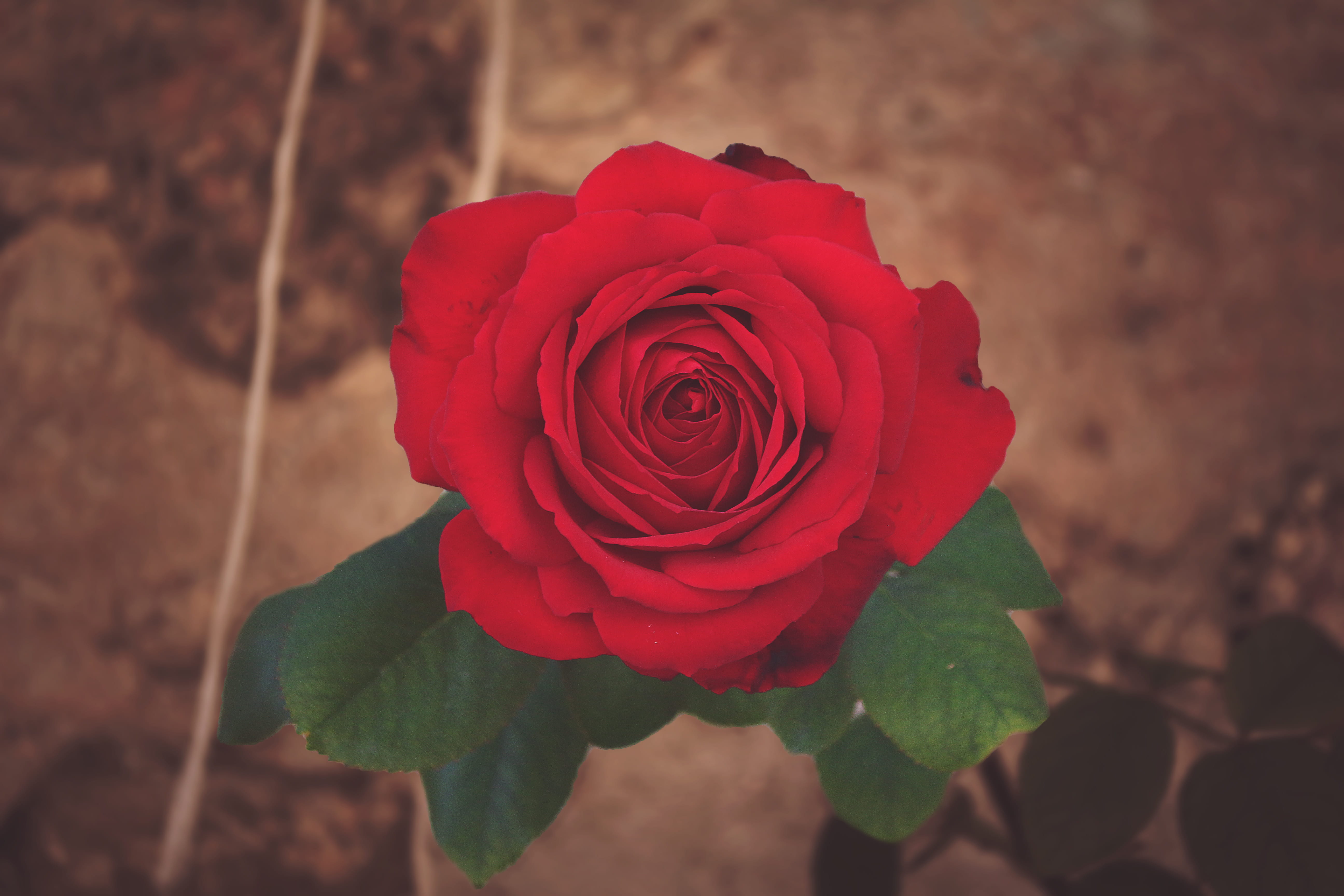 colors, no people, red, asilah, romantique, flowering plant, lovely, plant, flower head, in love, feelings, flowers, petal, love, blomming, rose - flower, HD Wallpaper
