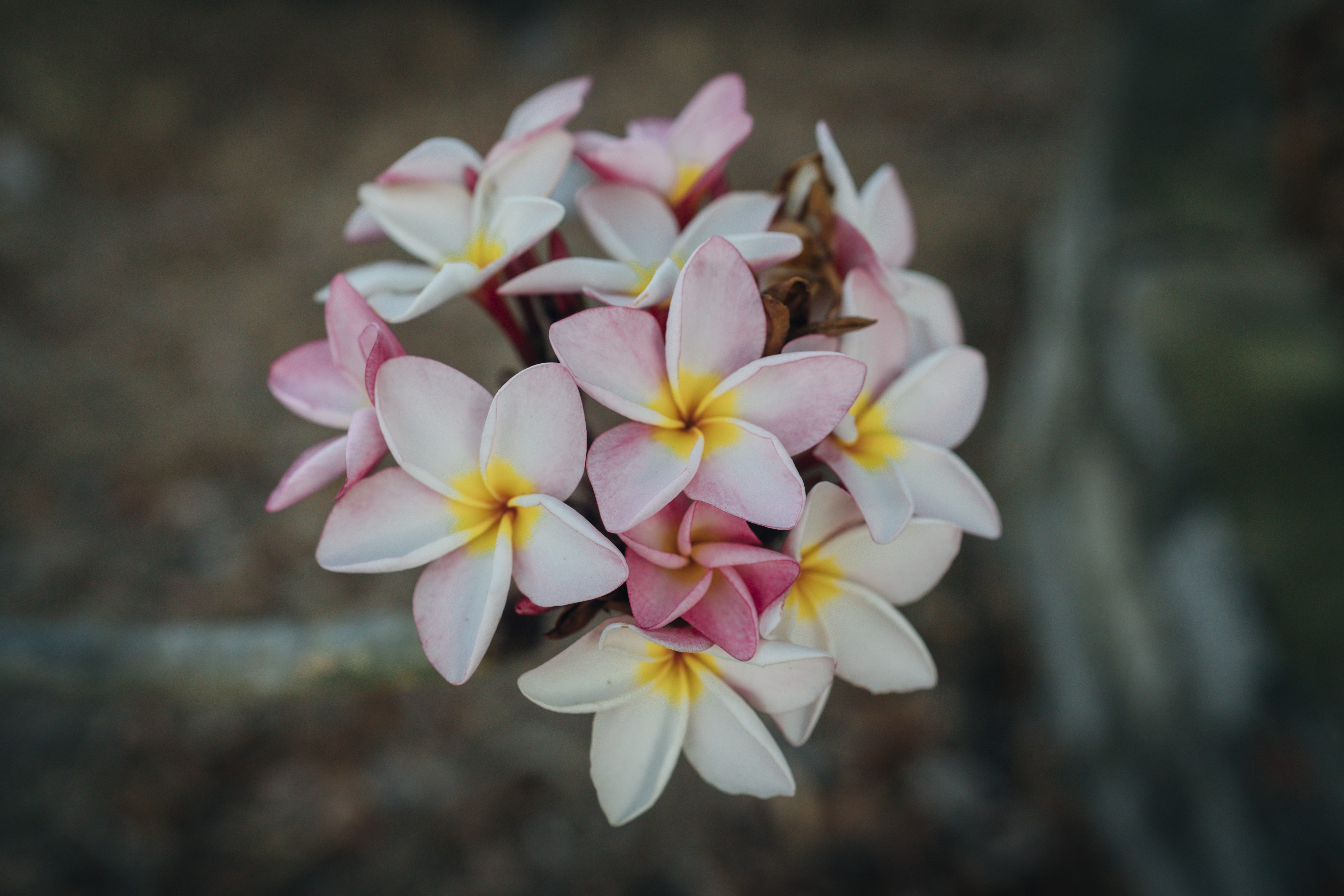 8K, white color, inflorescence, blom, focus on foreground, ho chi minh city, flowers, growth, outdoors, no people, fragility, flower, close-up, HD Wallpaper