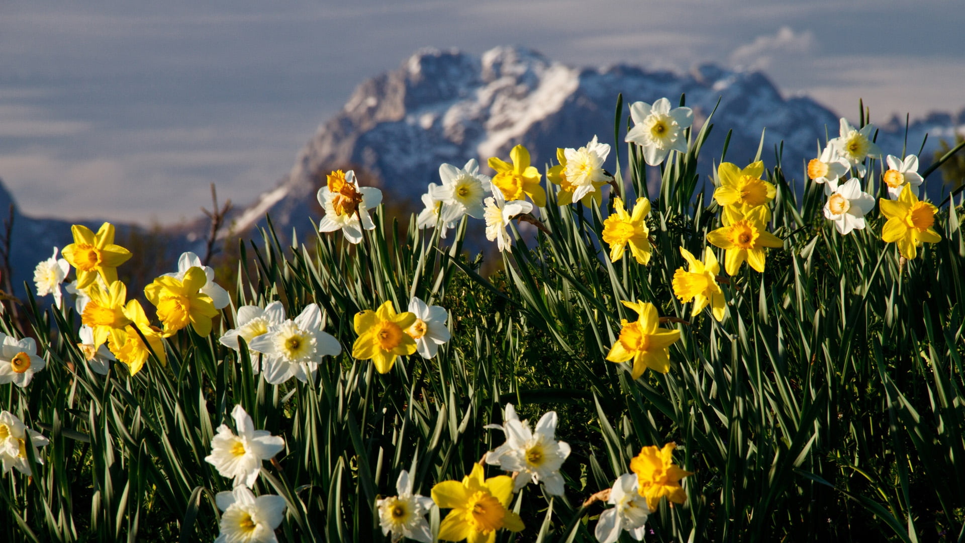 plant, outdoors, petal, daffodils, fragility, close-up, flower, nature, springtime, growth, white, focus on foreground, flower head, 1080P, flowering plant, HD Wallpaper