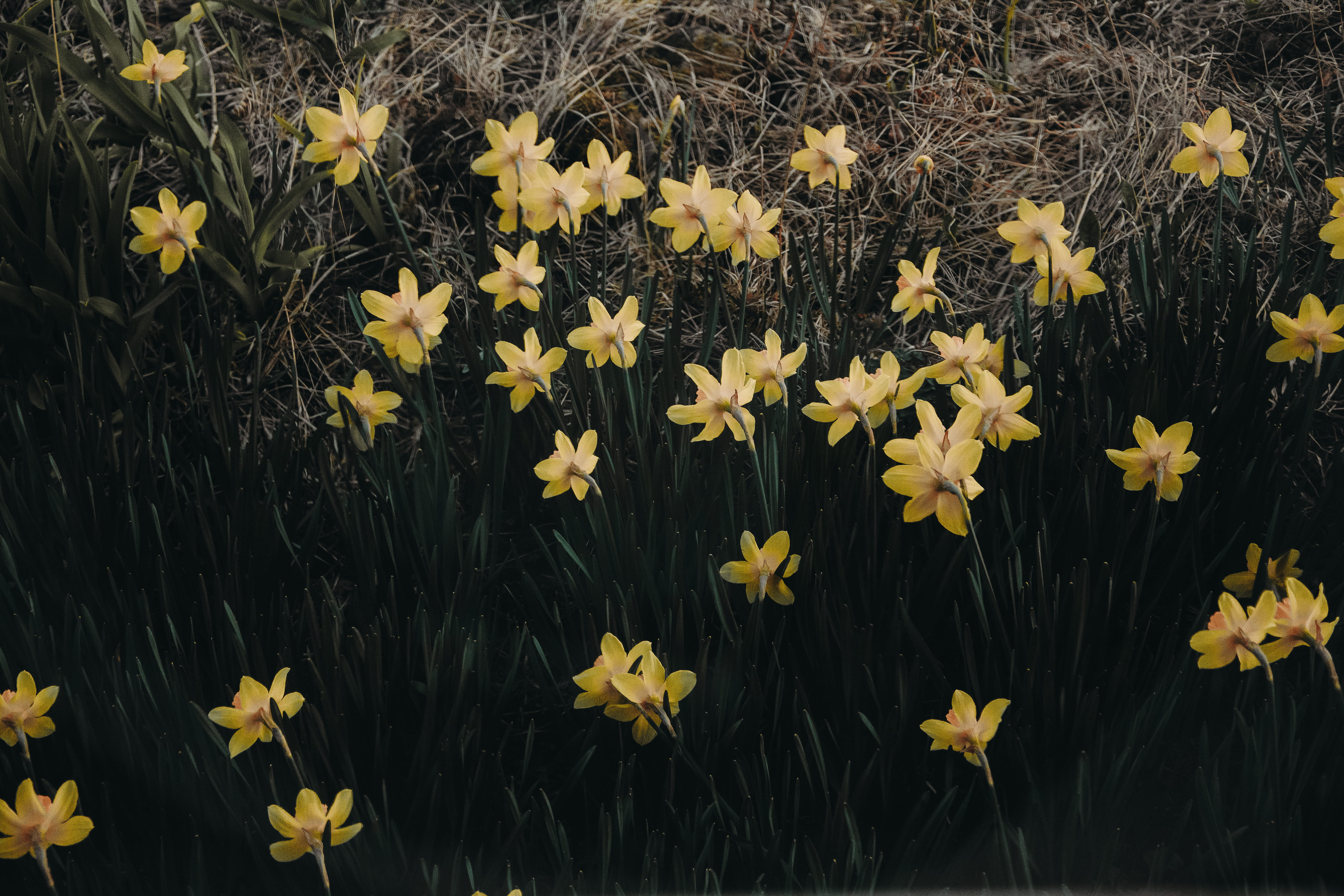 daffodils, flowering plant, field, wild, flower head, inflorescence, 5K, yellow flowers, pollen, high angle view, spring, plant, blossom, close-up, freshness, HD Wallpaper