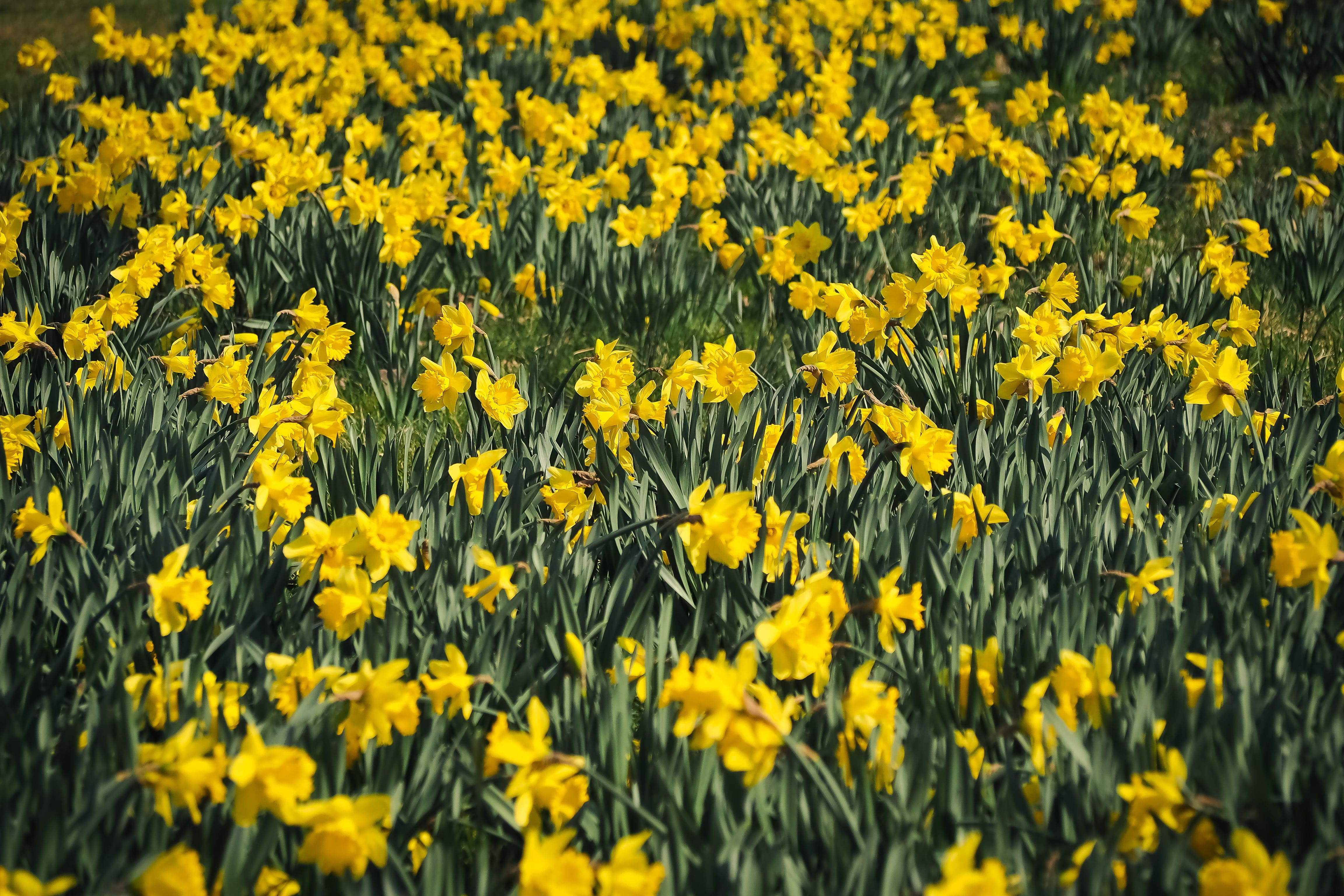 springtime, growth, flower, field, colorful, vulnerability, wild flower, beauty in nature, summer, day, nature, yellow, 4K, floral, land, beautiful, color, HD Wallpaper