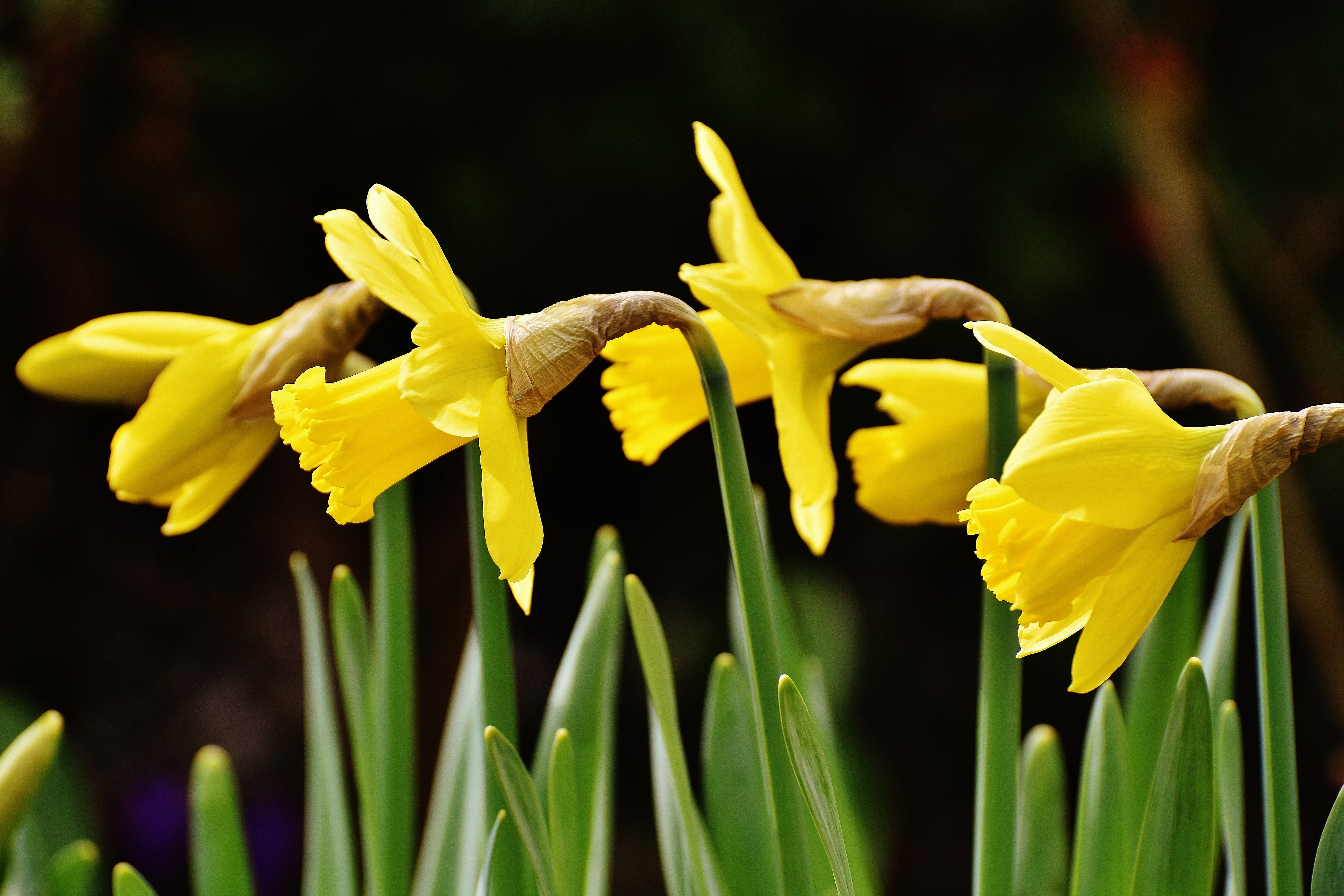 5K, close-up, vulnerability, animal themes, petal, no people, blossom, spring flowers, daffodils, animal wildlife, osterglocken, green color, day, garden, HD Wallpaper