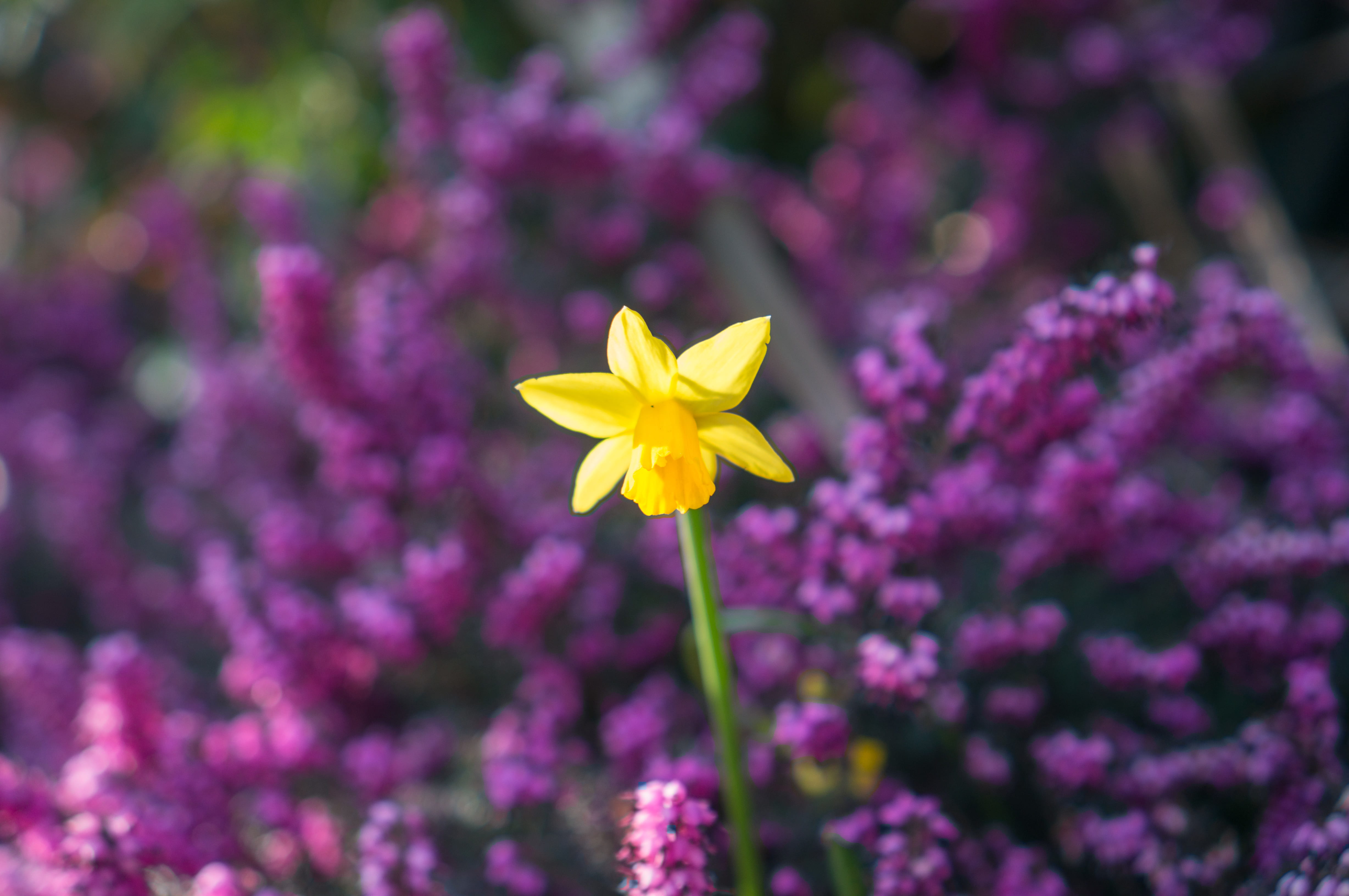 flower head, freshness, vulnerability, focus on foreground, spring, yellow, ornamental garden, day, petal, flowerbed, flowers, fragility, plant, growth, HD Wallpaper