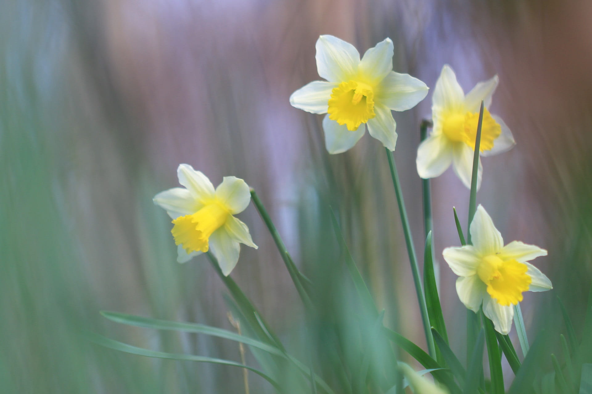 bouquet, wood, white color, stamen, selective focus, daffodil, nature, forest, wild flowers, growth, close-up, flower, plant, inflorescence, macro, pollen, HD Wallpaper