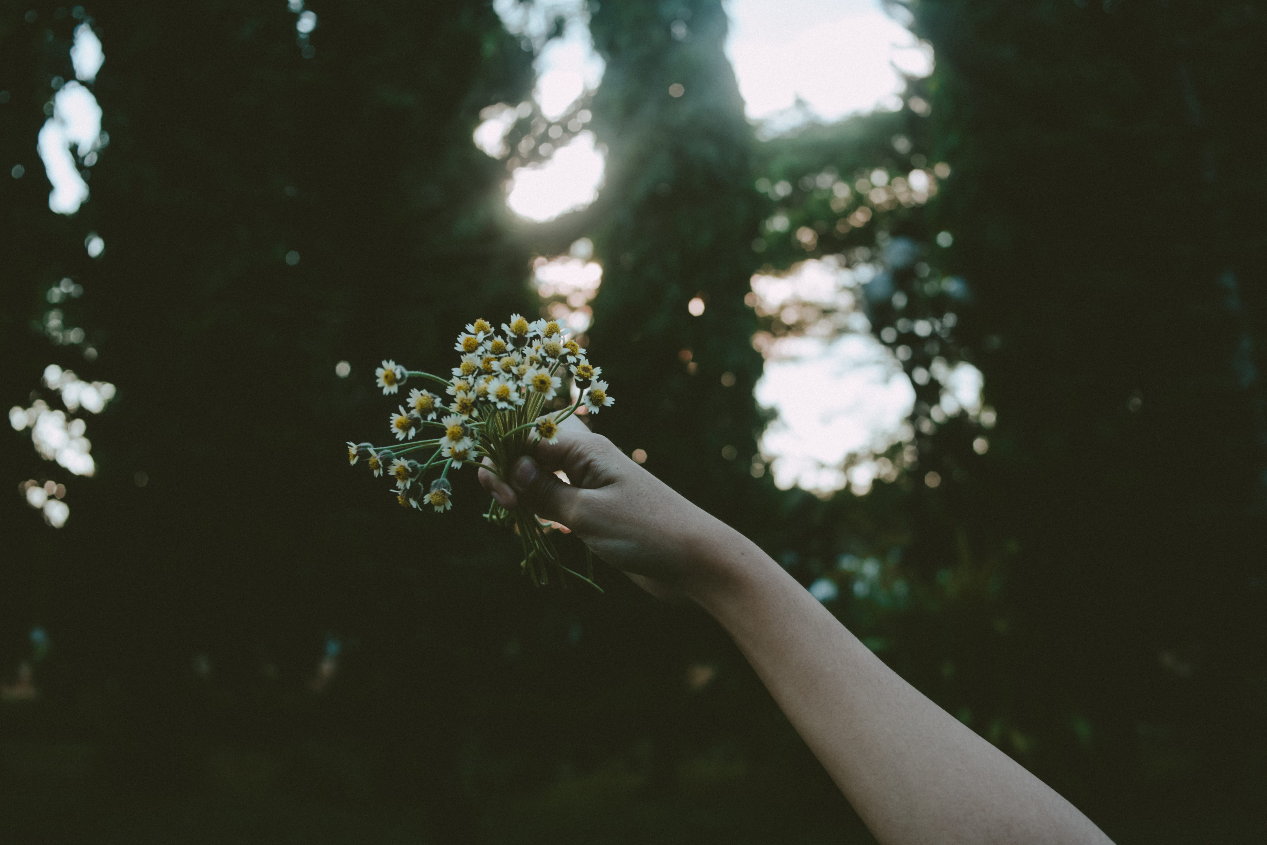 daffodils, daytime, freshness, flower, holding, flowering plant, human body part, fragility, lifestyles, nature, person, plant, wild flowers, close-up, HD Wallpaper