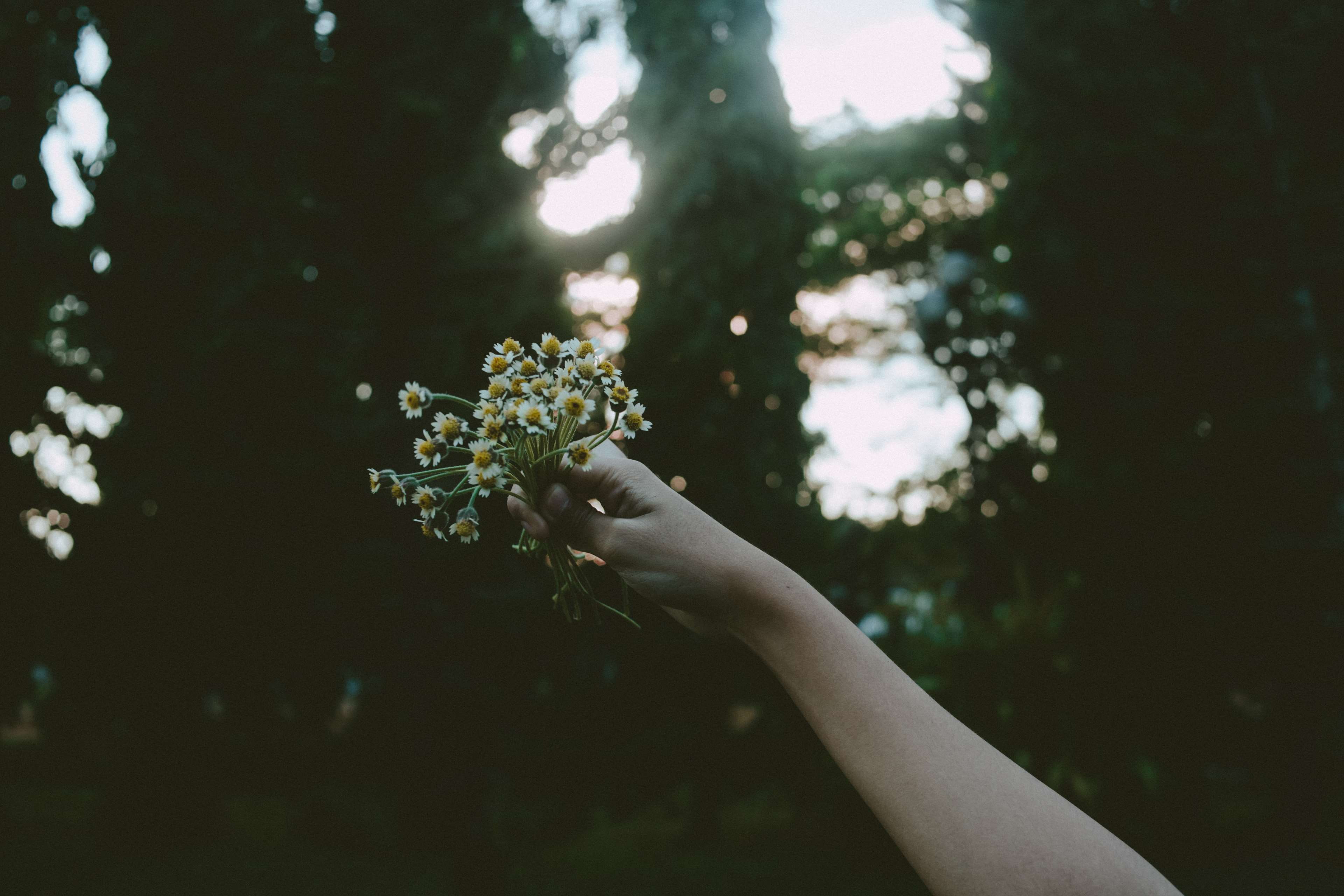 daffodils, close-up, 4K, flowers, growth, focus on foreground, hand, human hand, one person, body part, tree, human body part, nature, beauty in nature, HD Wallpaper