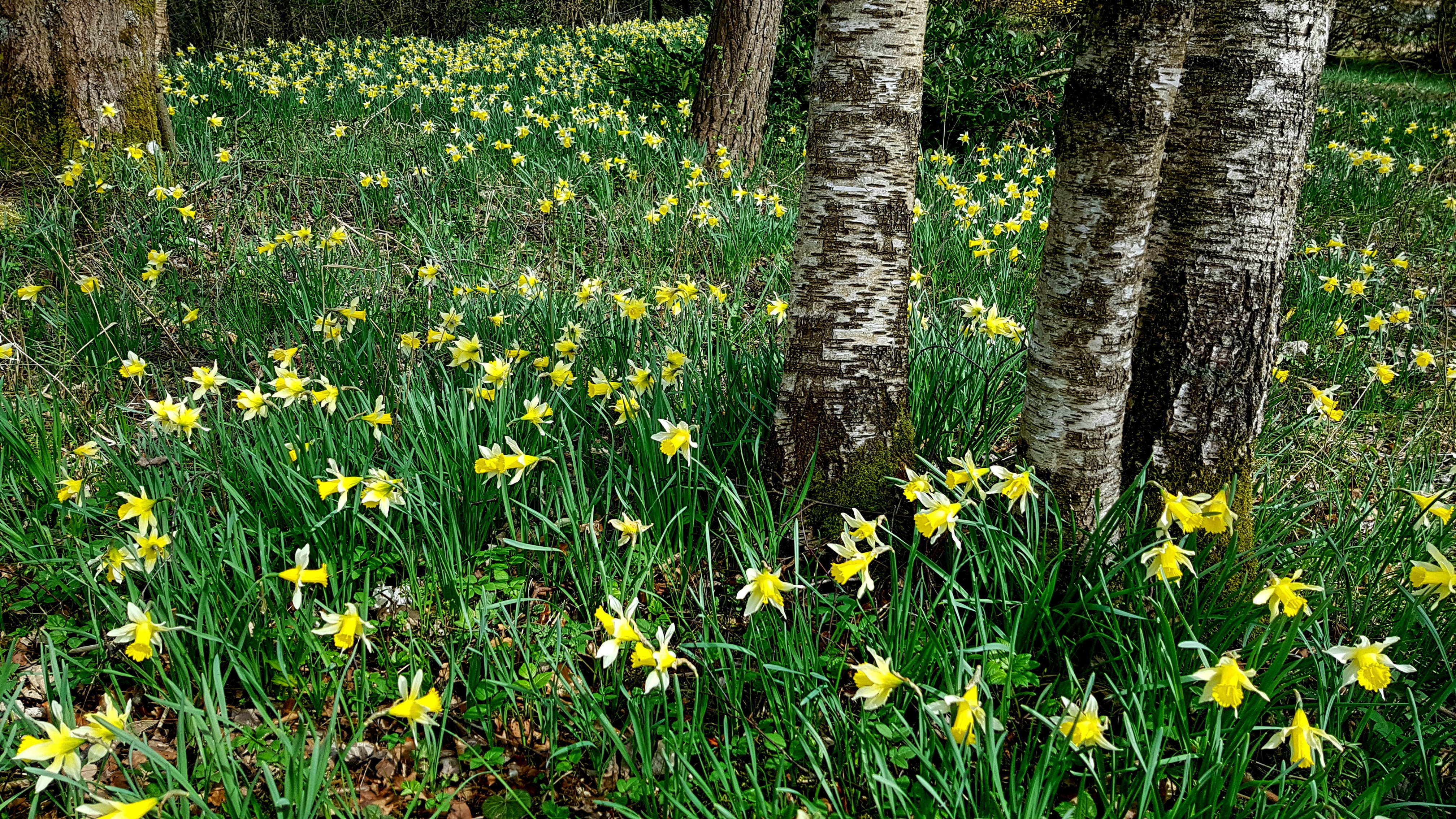 no people, daffodils, springtime, plant, freshness, landscape, natural spectacle, outdoors, beauty in nature, land, flower, growth, blütenmeer, tranquility, HD Wallpaper