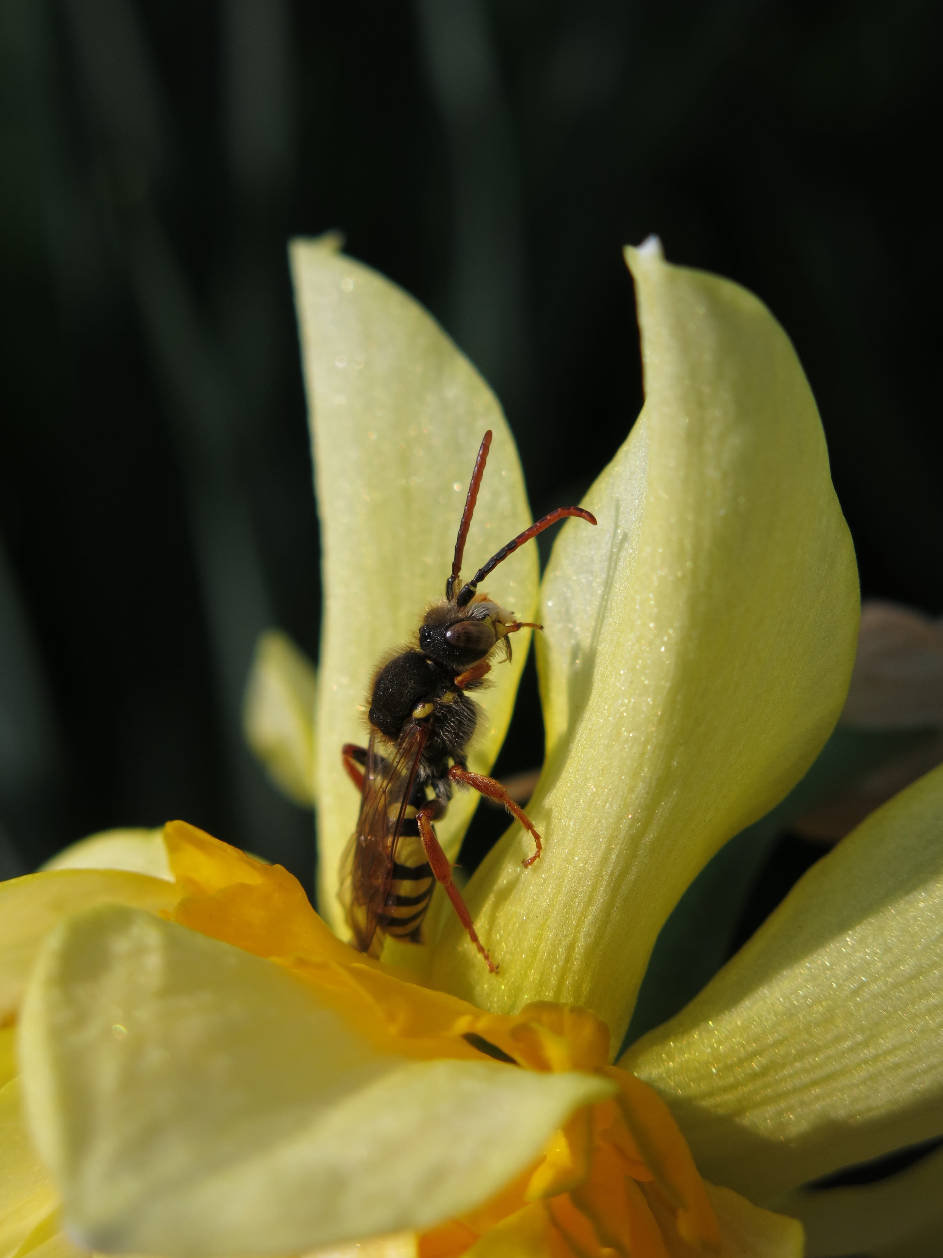 petal, narcissus, outdoors, 4K, wild bee, nature, beauty in nature, flower, flowering plant, yellow flower, vulnerability, animals in the wild, insect, Phone HD Wallpaper