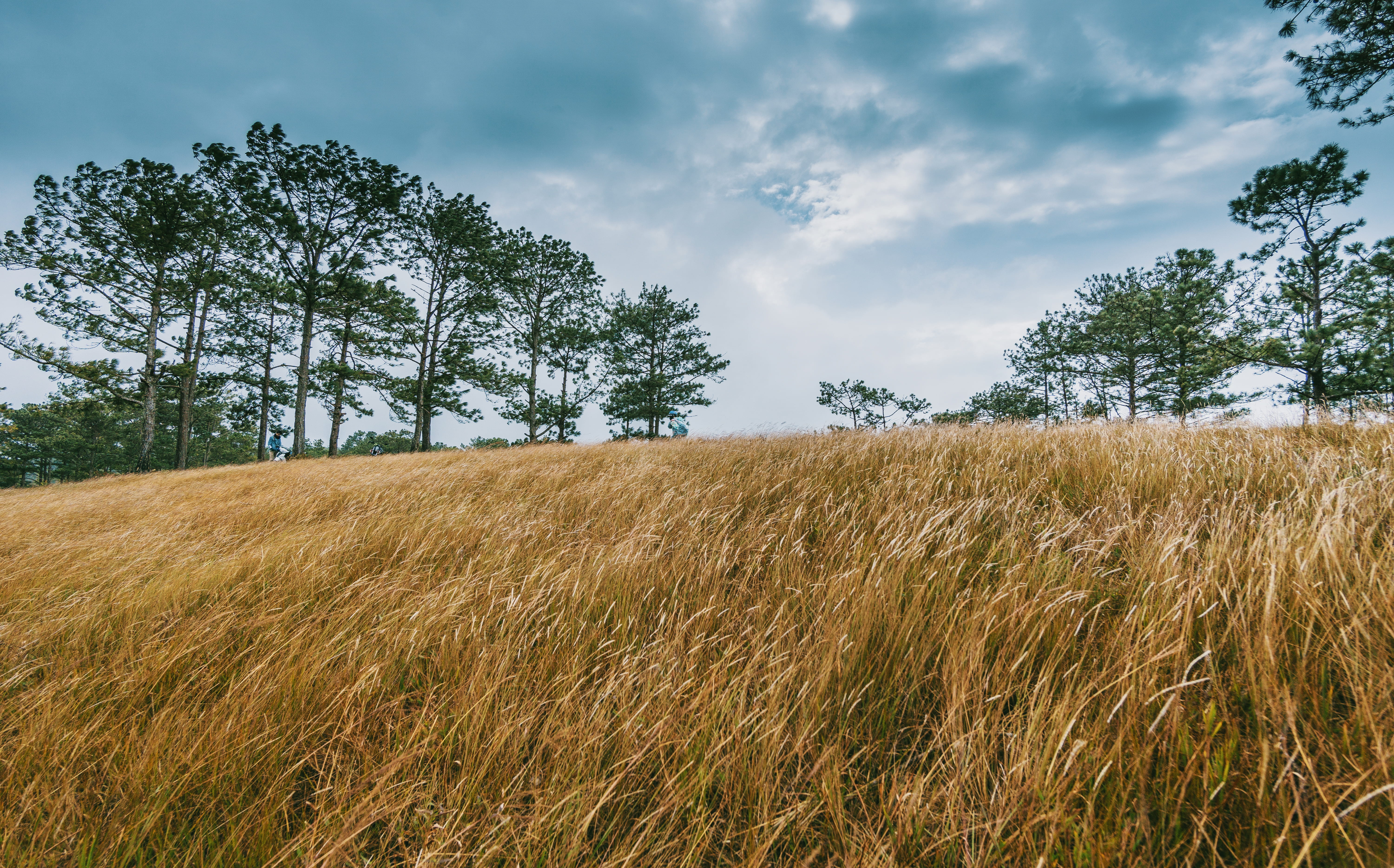tree, cloud - sky, crop, plant, pasture, low angle shot, cropland, tranquility, coniferous tree, wheat field, wide, beauty in nature, non-urban scene, farmland, HD Wallpaper