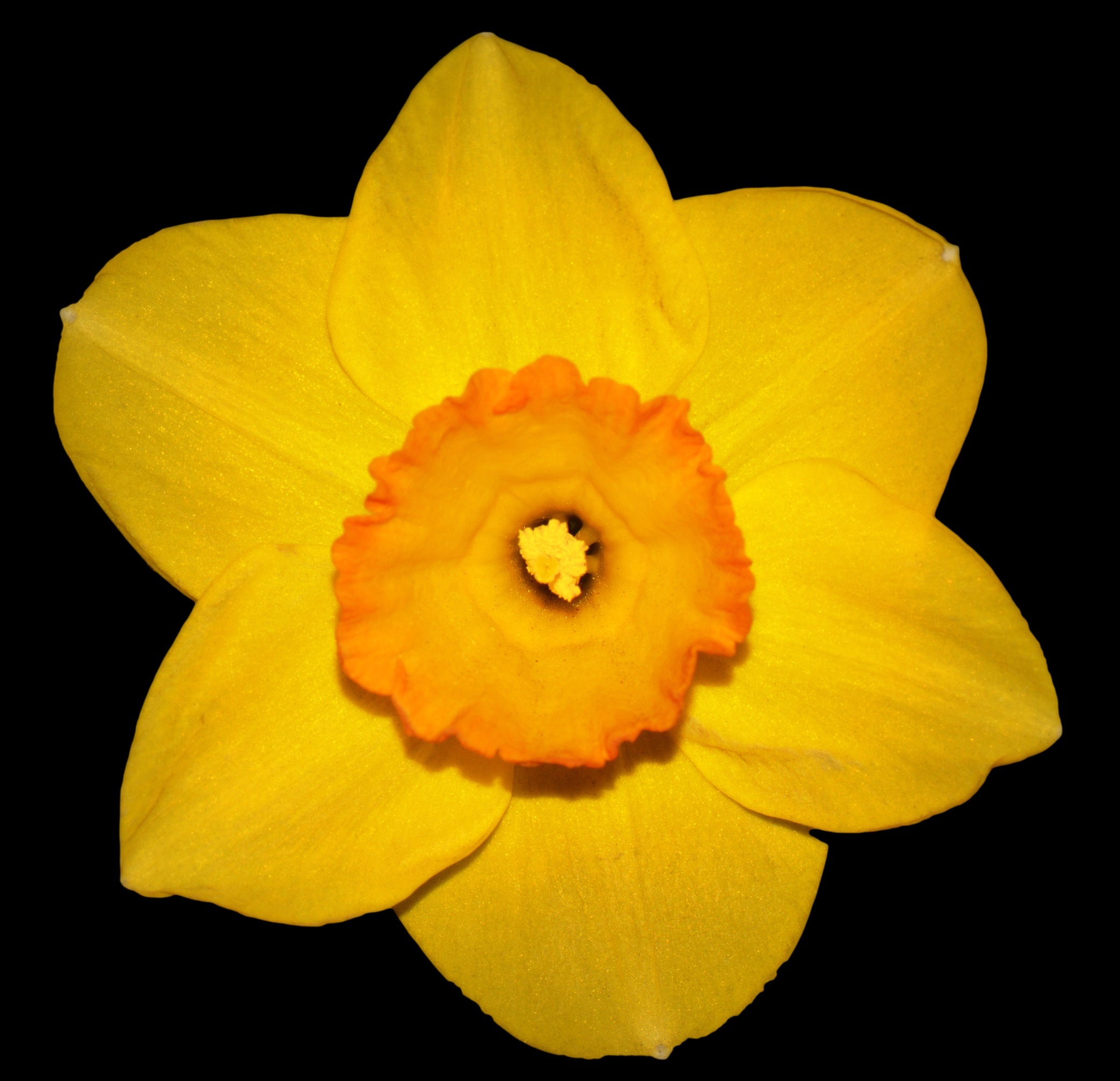 spring, freshness, 1080P, vulnerability, plant, nature, narcis, petal, beauty in nature, fragility, black background, growth, pollen, close-up, indoors, HD Wallpaper