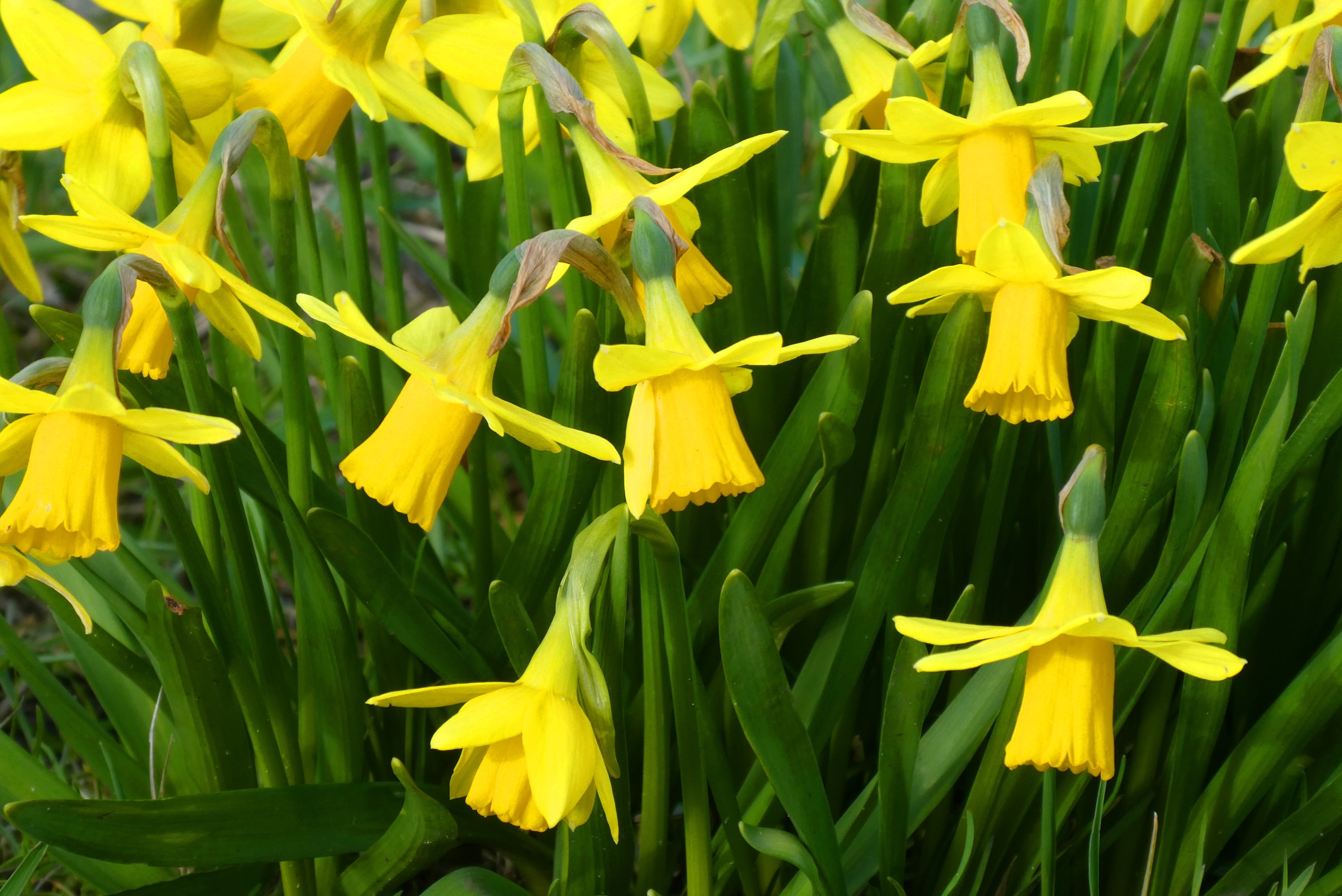 nature, no people, freshness, petal, spring flowers, narcis, plant, inflorescence, field, vegetable, beauty in nature, fragility, 2K, flower head, spring, HD Wallpaper