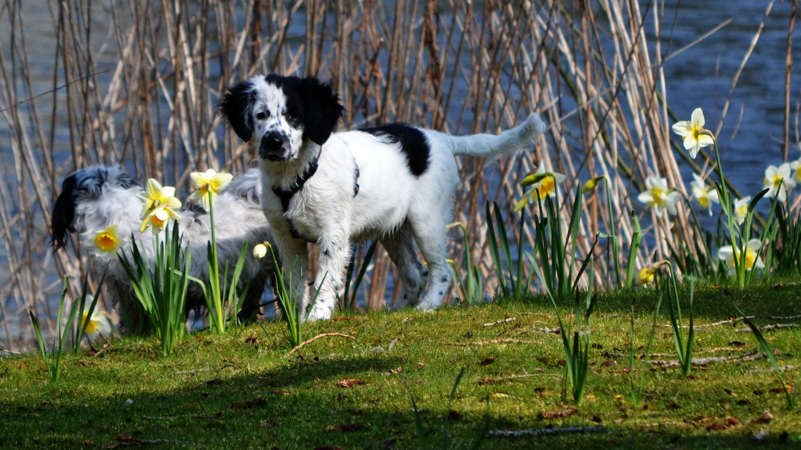 canine, one animal, plant, field, Narcis, day, flowering plant, domestic animals, no people, grass, frisian stabij, Dog, mammal, 2K, flower, Cute, vertebrate, HD Wallpaper