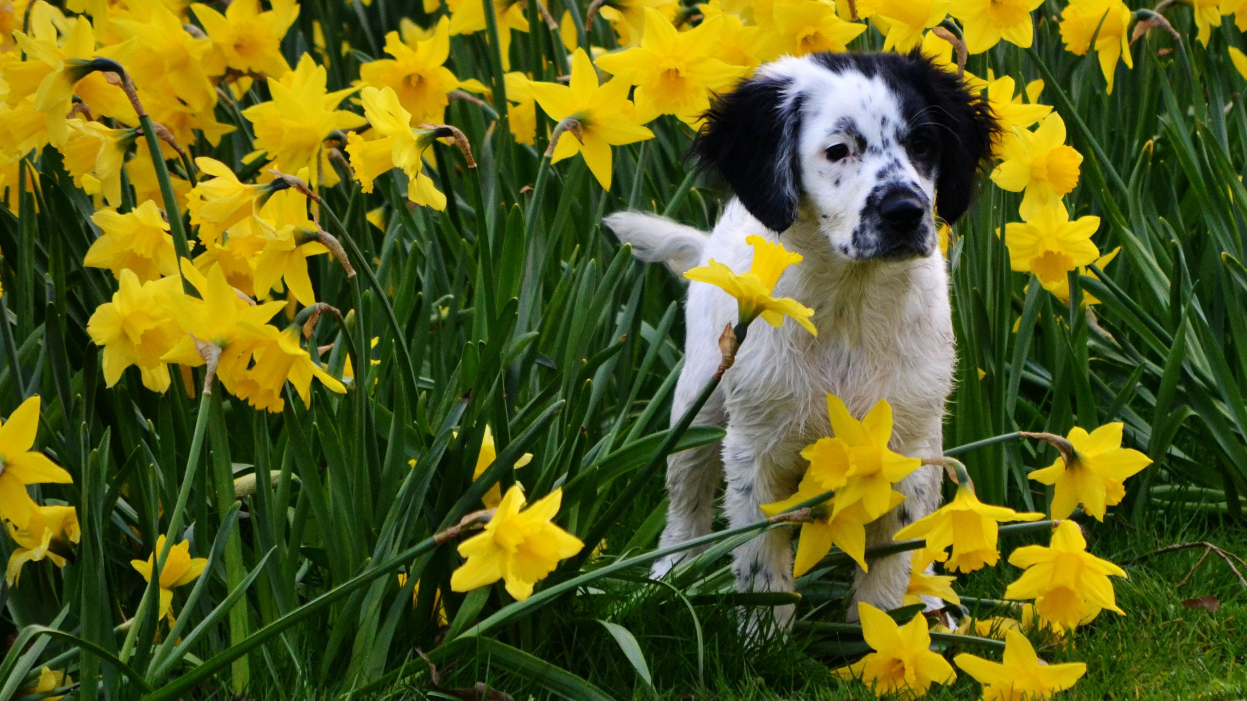 plant, wetterhoun, Nature, flower, young, Spring, stabijna, growth, mammal, domestic animals, beauty in nature, animal themes, dog, fragility, flowering plant, HD Wallpaper