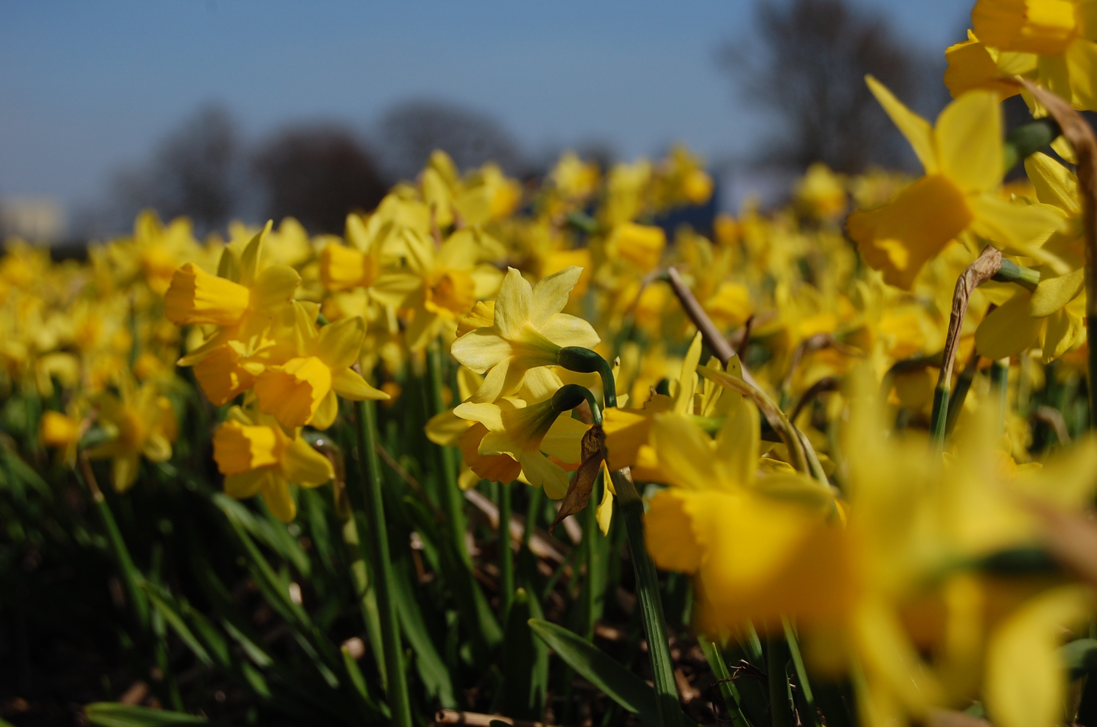 yellow, selective focus, close-up, vulnerability, flowers field, beauty in nature, fragility, 1080P, narcis, day, outdoors, plant, petal, flower head, HD Wallpaper