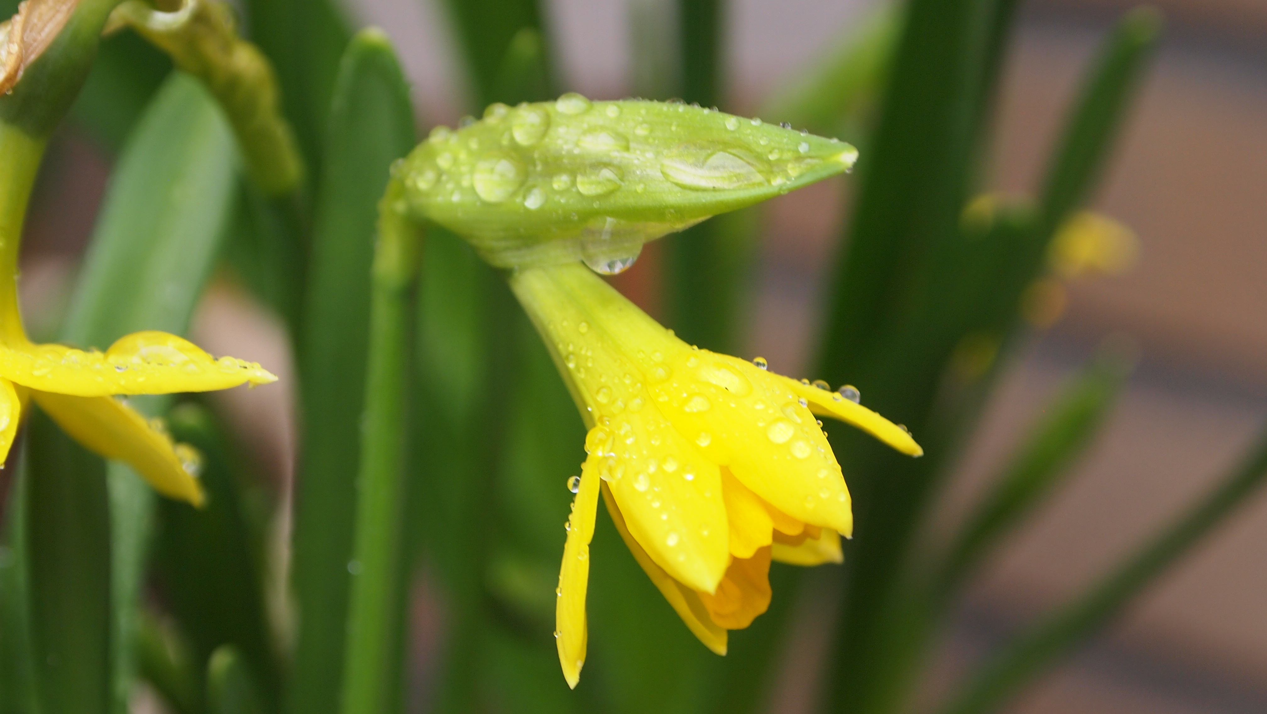 green color, purity, curved, water, petal, raindrop, growth, focus on foreground, rain, plants, flower, vulnerability, flower pot, freshness, drop, no people, HD Wallpaper