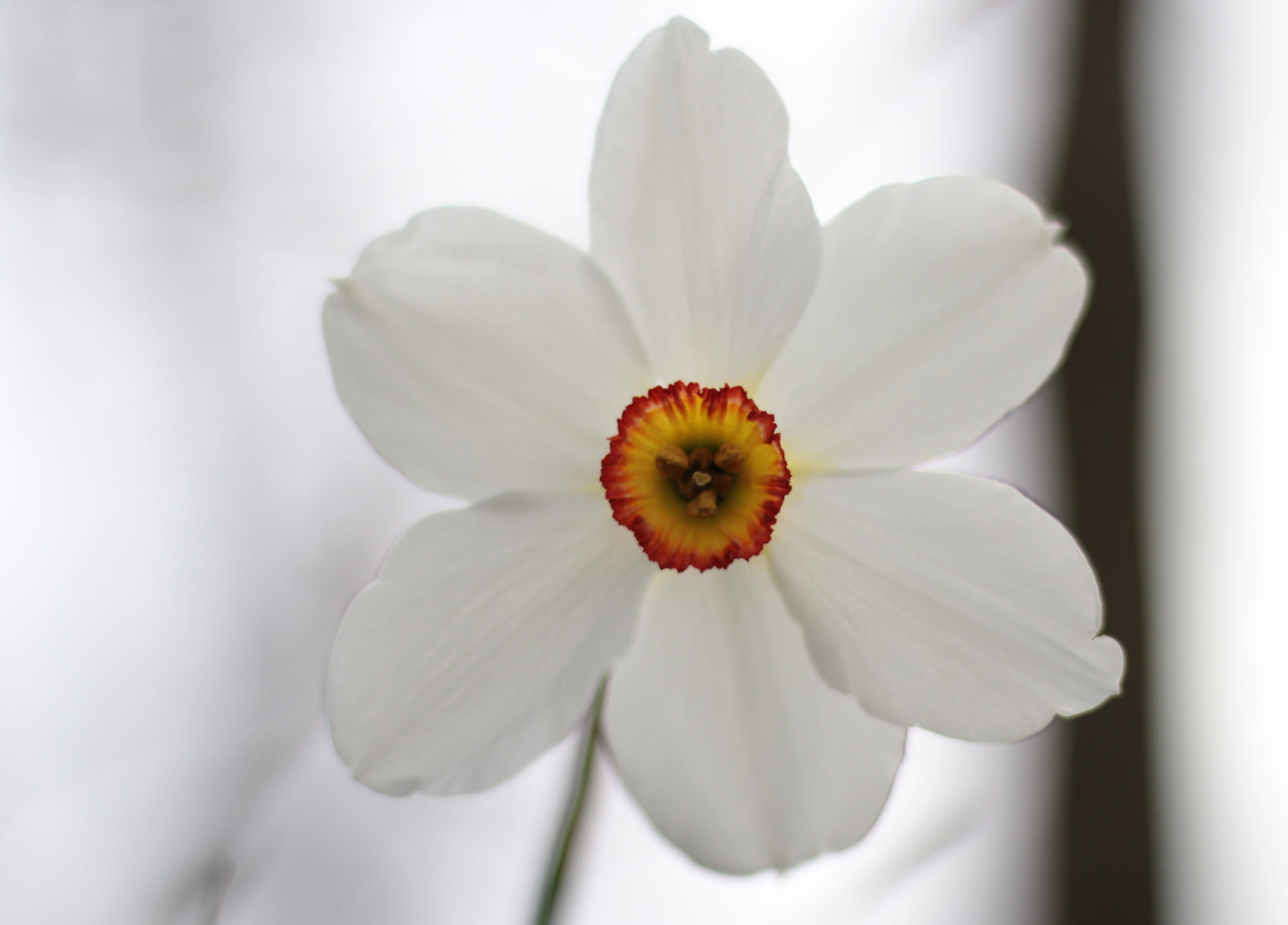 no people, flower, flowering plant, petal, close-up, pestle, flower head, narcis, outdoors, growth, petals, day, crown, narcissist, vulnerability, plant, HD Wallpaper