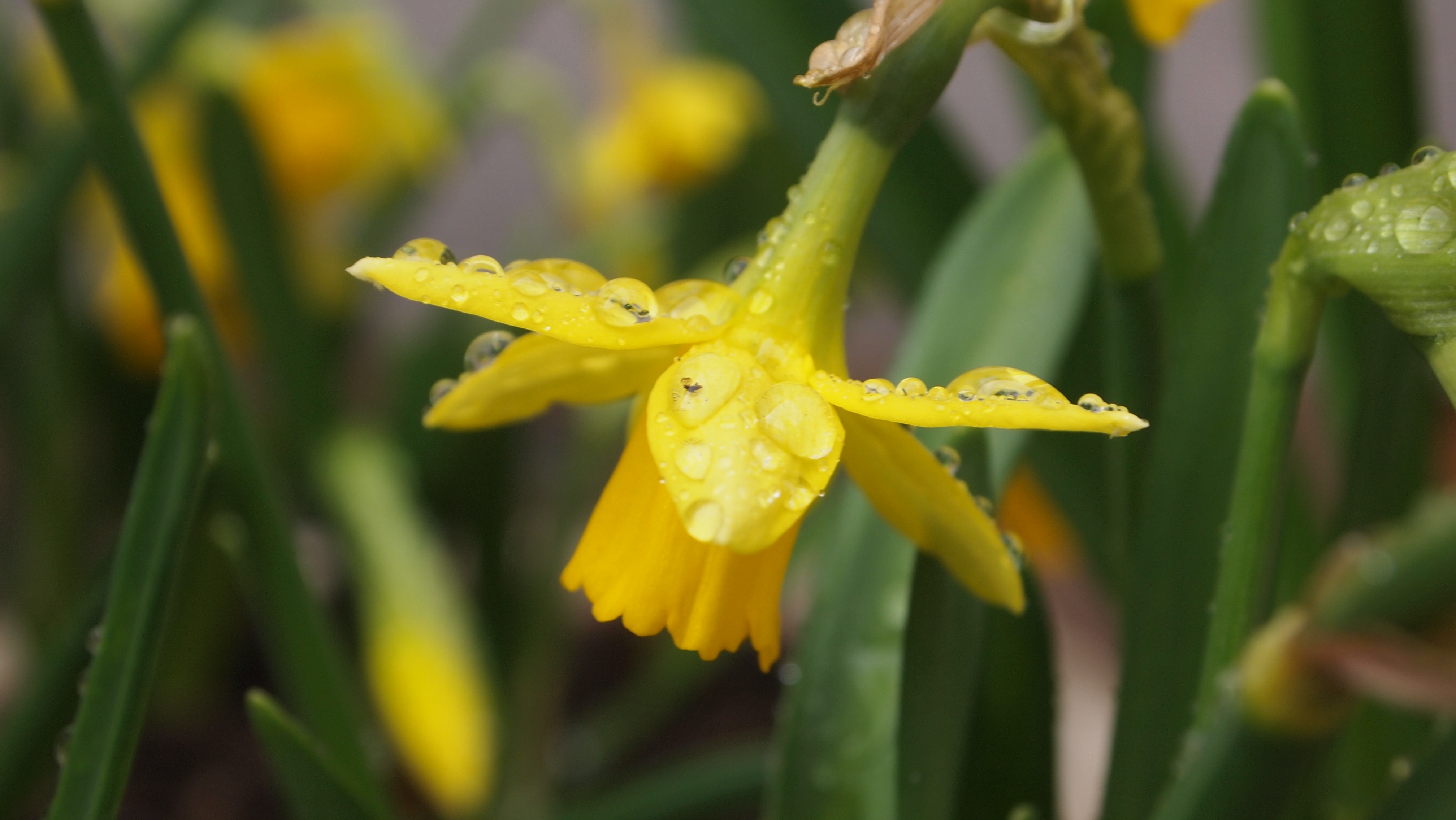 leaves, close-up, freshness, drop, pot plant, 4K, spring flower, curved, petal, nature, spring, fragility, dew, beauty in nature, hang, inflorescence, HD Wallpaper