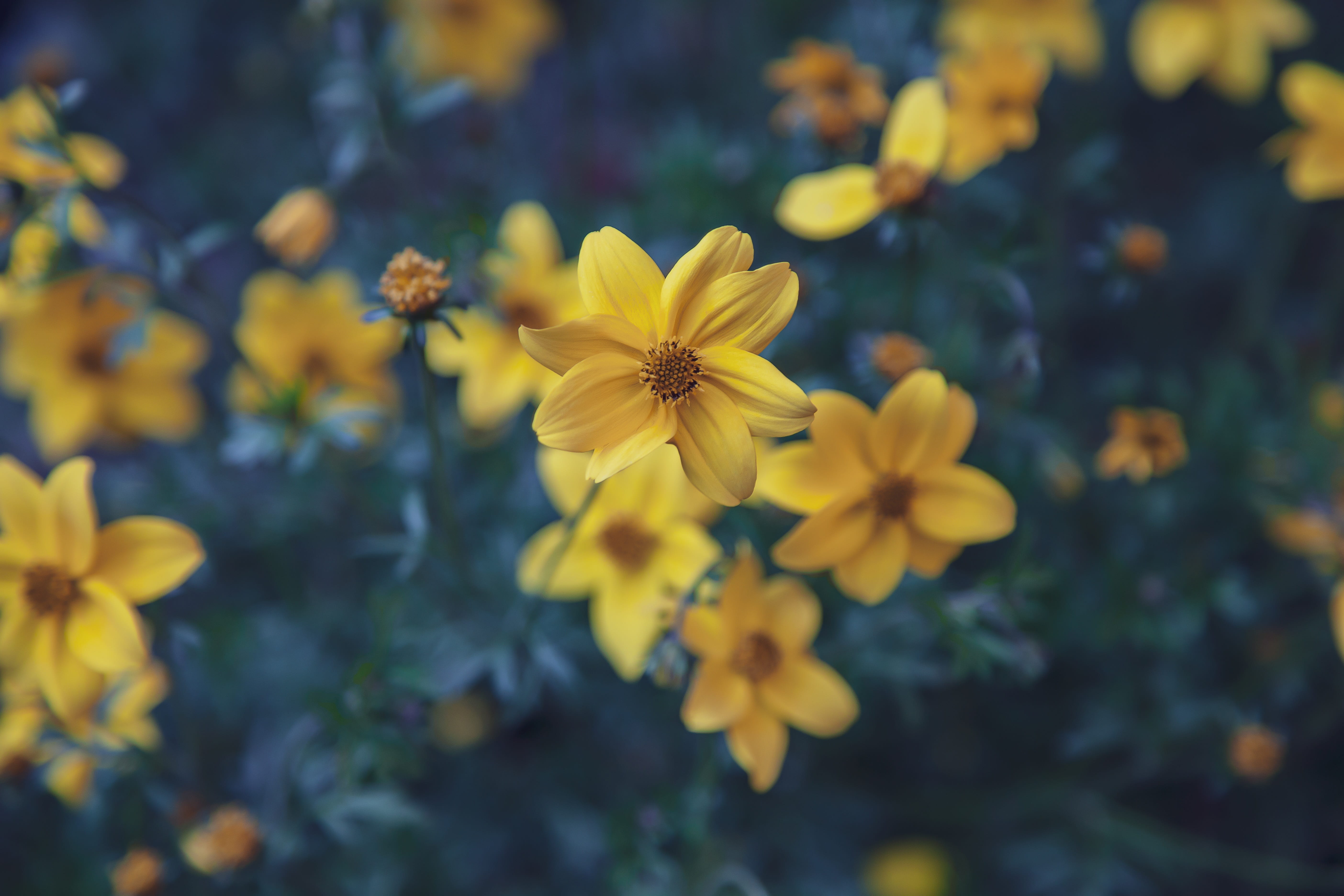 fragility, flower head, plant, growth, yellow, flower, flowers, inflorescence, flora, bloom, close-up, day, outdoors, 5K, season, freshness, no people, HD Wallpaper