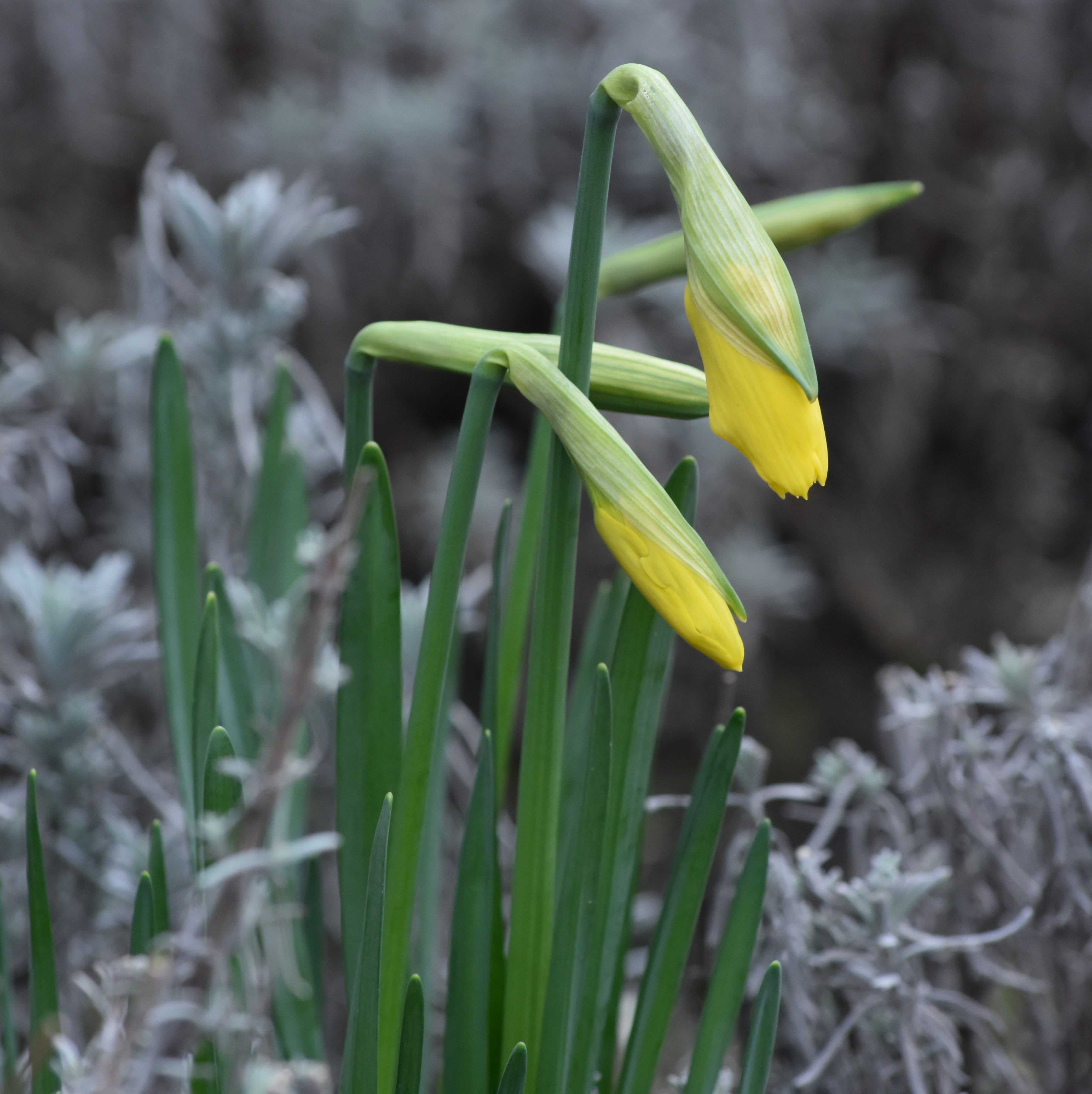plant part, narcis, beauty in nature, flowering plant, spring, yellow, vulnerability, day, green color, growth, easter flower, 4K, outdoors, petal, freshness, Phone HD Wallpaper