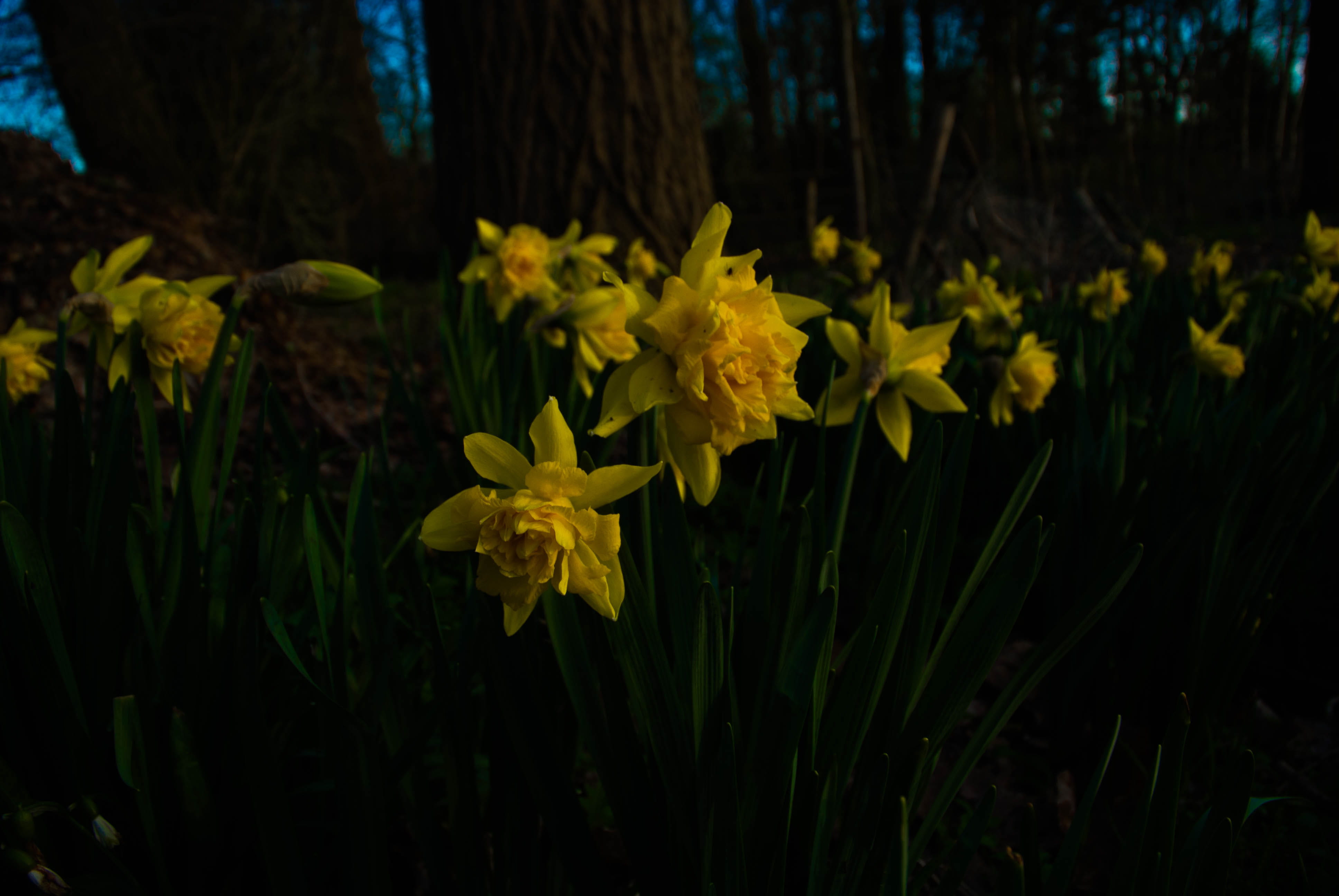 yellow, narcis, fragility, belgium, inflorescence, no people, freshness, plant, flower head, beauty in nature, land, evening, petal, focus on foreground, HD Wallpaper