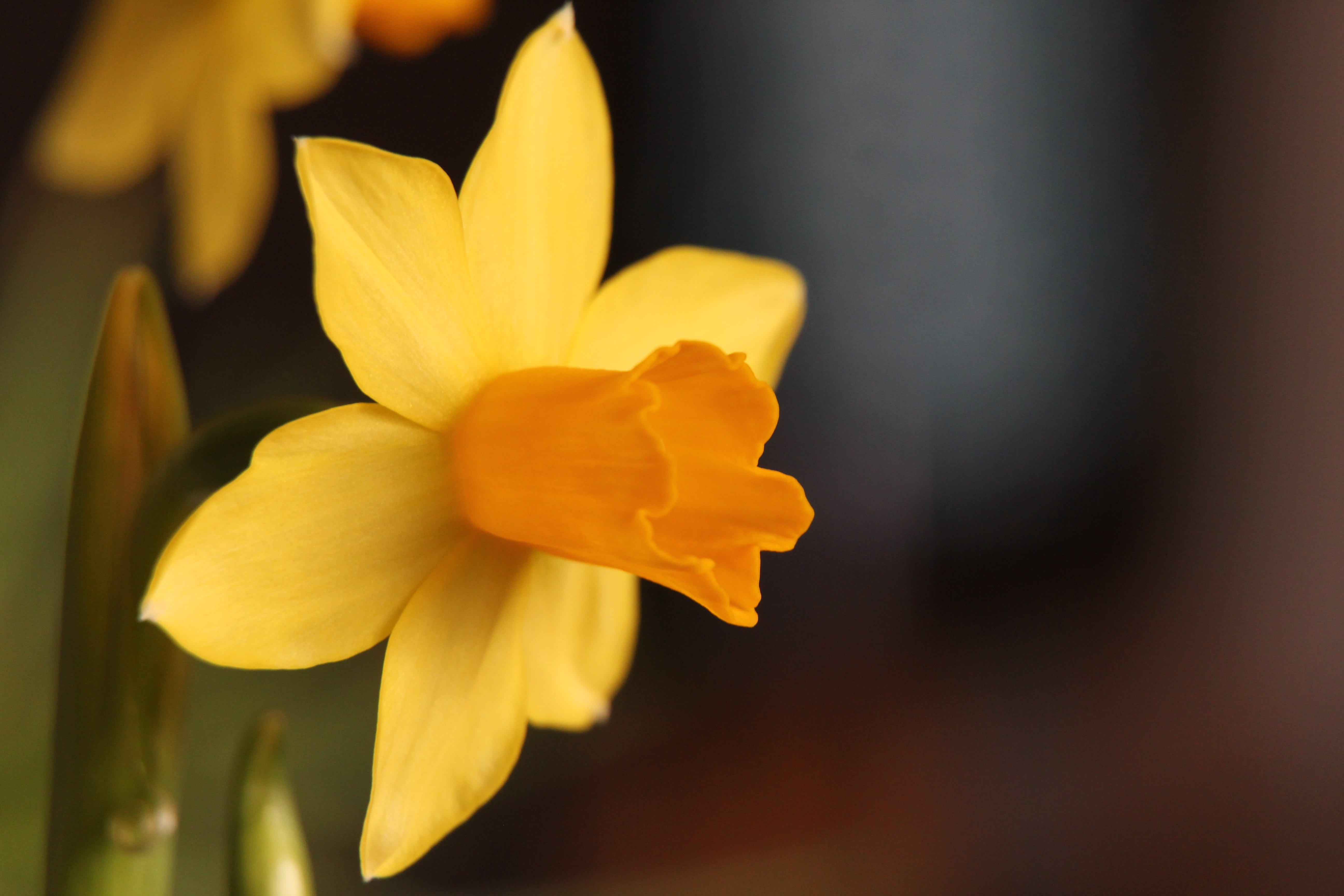vulnerability, selective focus, plant, fragility, yellow flower, nature, no people, Narcis, Flower, beauty in nature, petal, flower head, inflorescence, HD Wallpaper