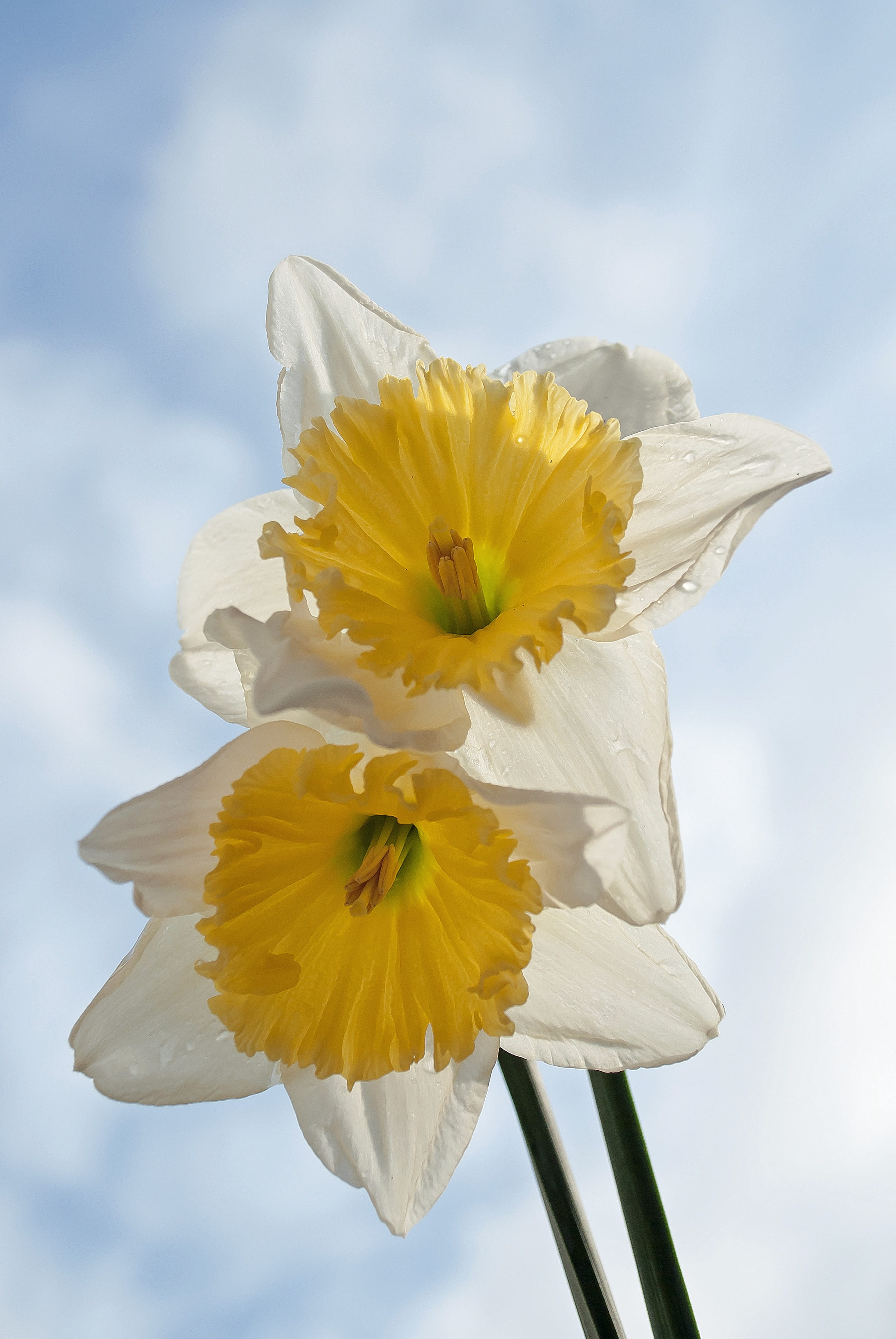 vulnerability, White, white color, beauty in nature, sky, plant, daffodil, petal, close-up, blue, springtime, color Image, fragility, no People, flower head, Phone HD Wallpaper