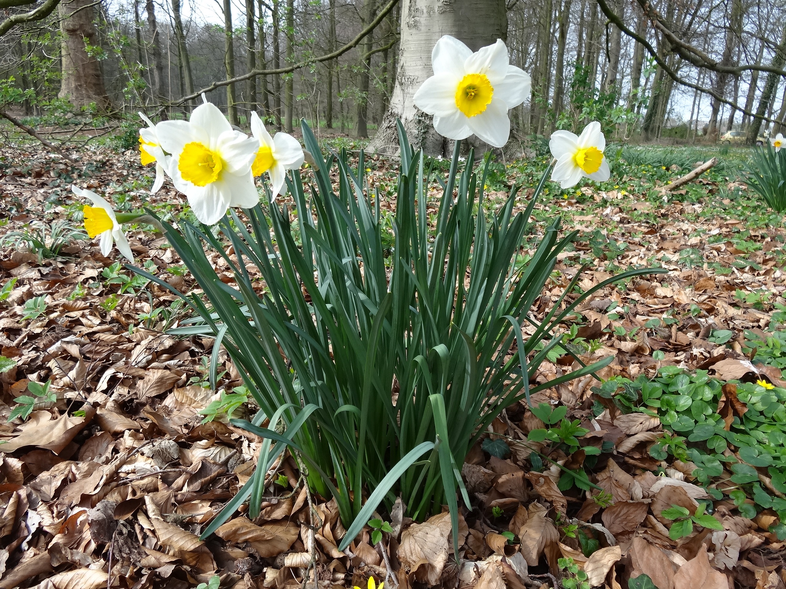 crocus, vulnerability, no people, nature, plant part, season, growth, tree, freshness, 2K, beauty in nature, fragility, narcis, iris, spring, inflorescence, HD Wallpaper