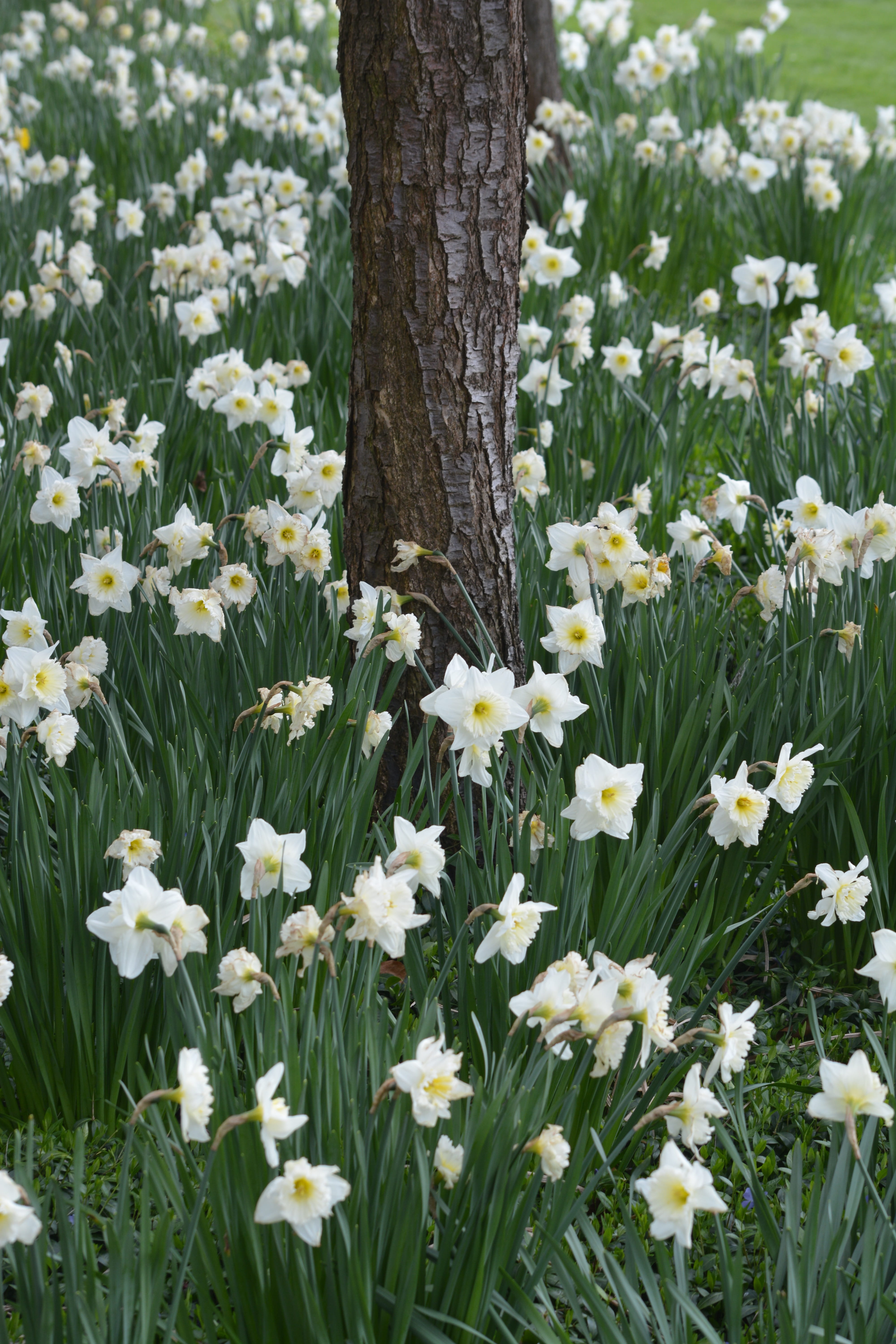 plant, flower, beauty in nature, narcis, flowering plant, white color, green color, flower head, close-up, day, spring, vulnerability, no people, springtime, Phone HD Wallpaper