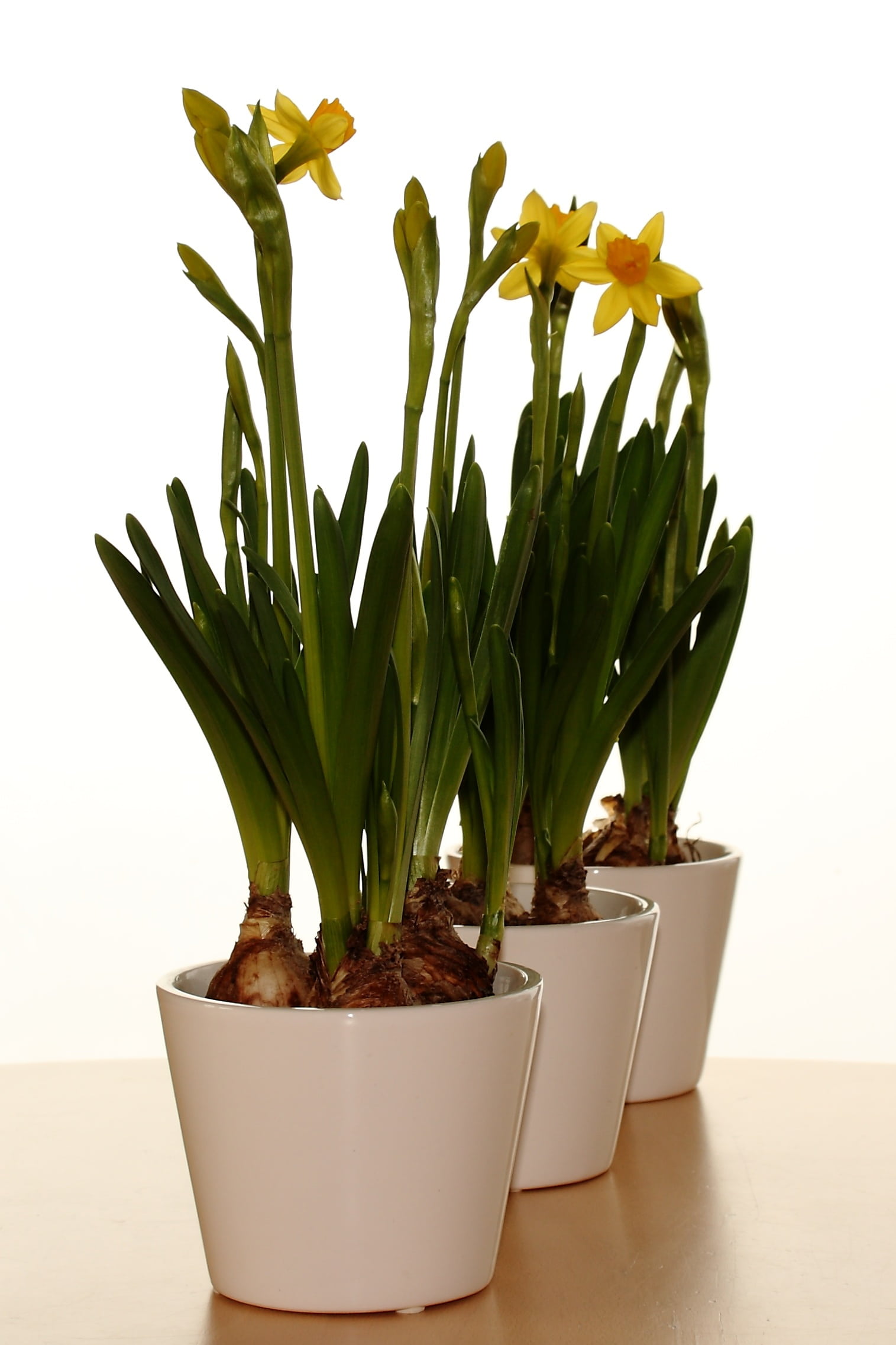 table, growth, vase, green color, spring, white background, plant, fragility, succulent plant, narcis, freshness, houseplant, beauty in nature, no people, Phone HD Wallpaper