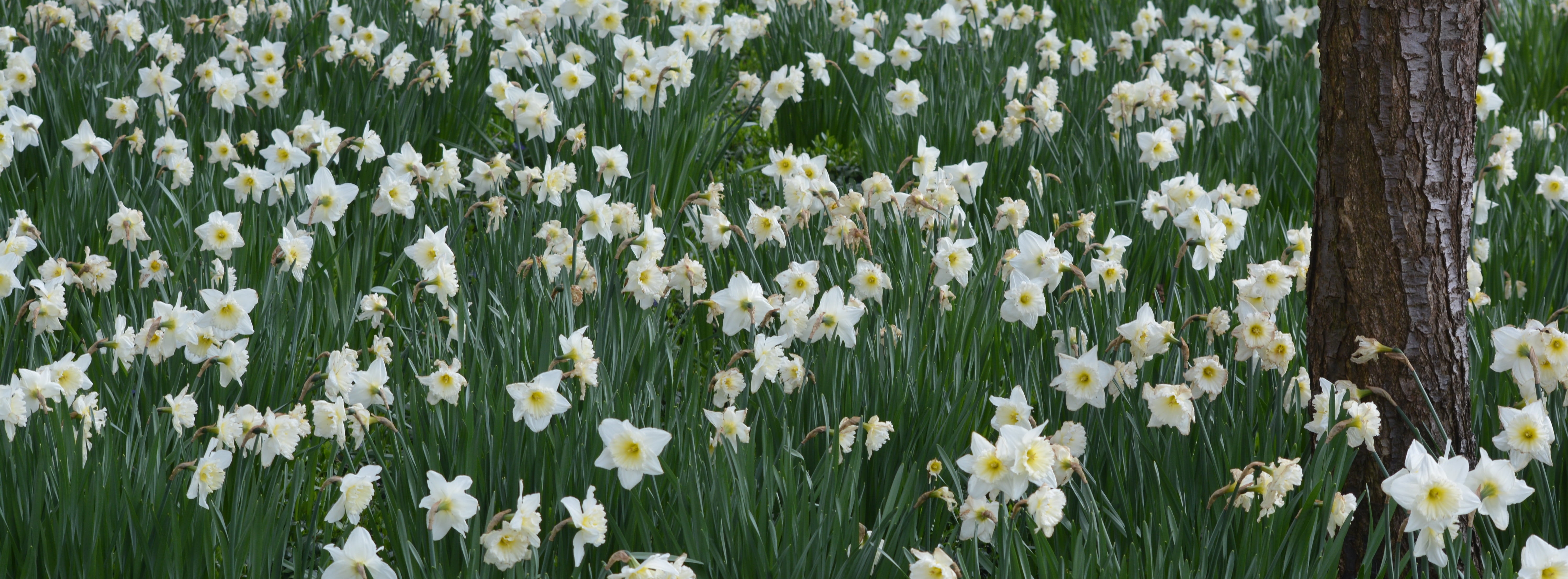 leaf, beauty in nature, plant, green color, narcis, white, flowerbed, spring, freshness, growth, outdoors, vulnerability, facebook background, flower head, HD Wallpaper