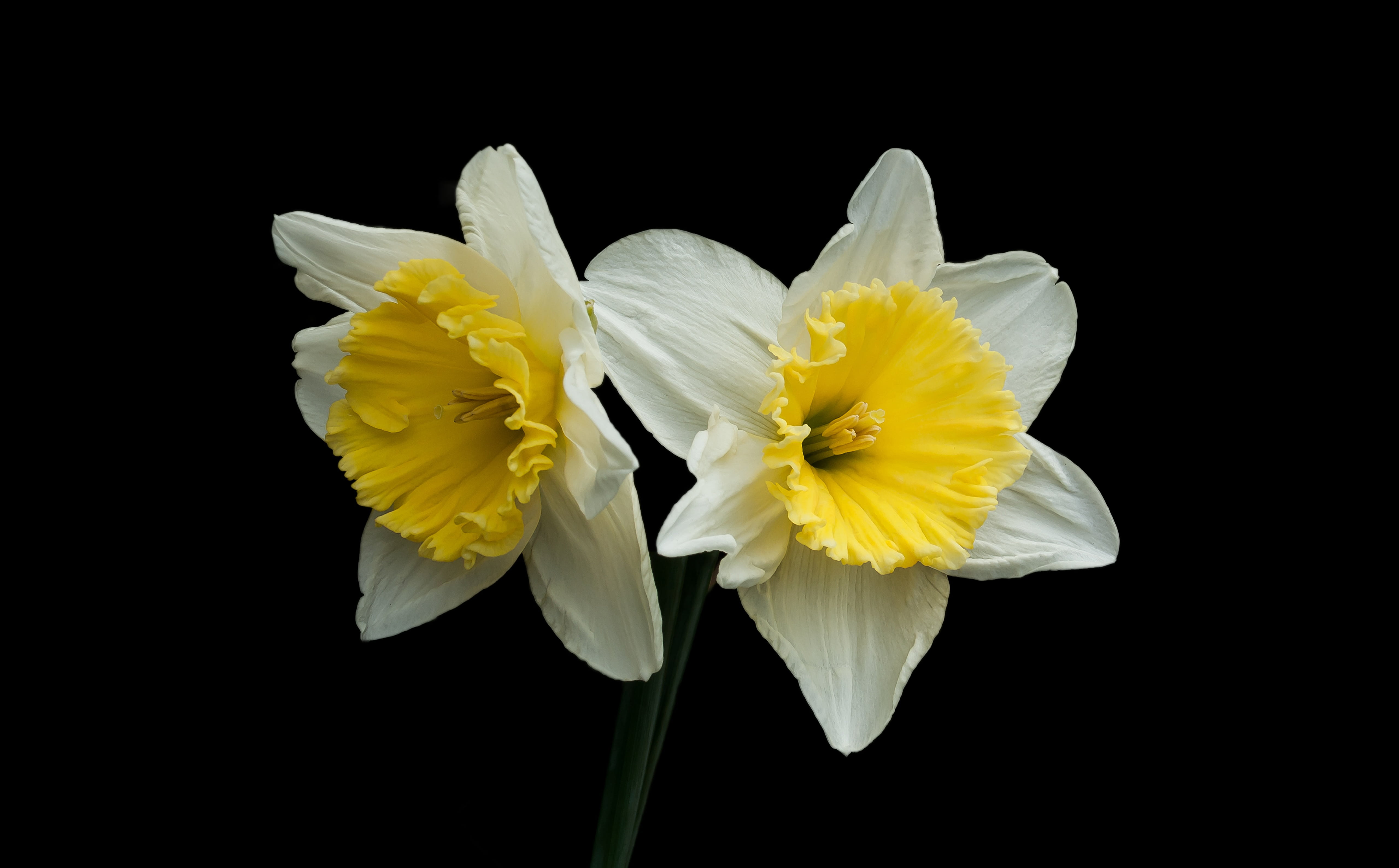 petal, flower, inflorescence, flower head, studio shot, fragility, narcis, cut out, white color, plant, beauty in nature, 4K, flowering plant, daffodil, HD Wallpaper