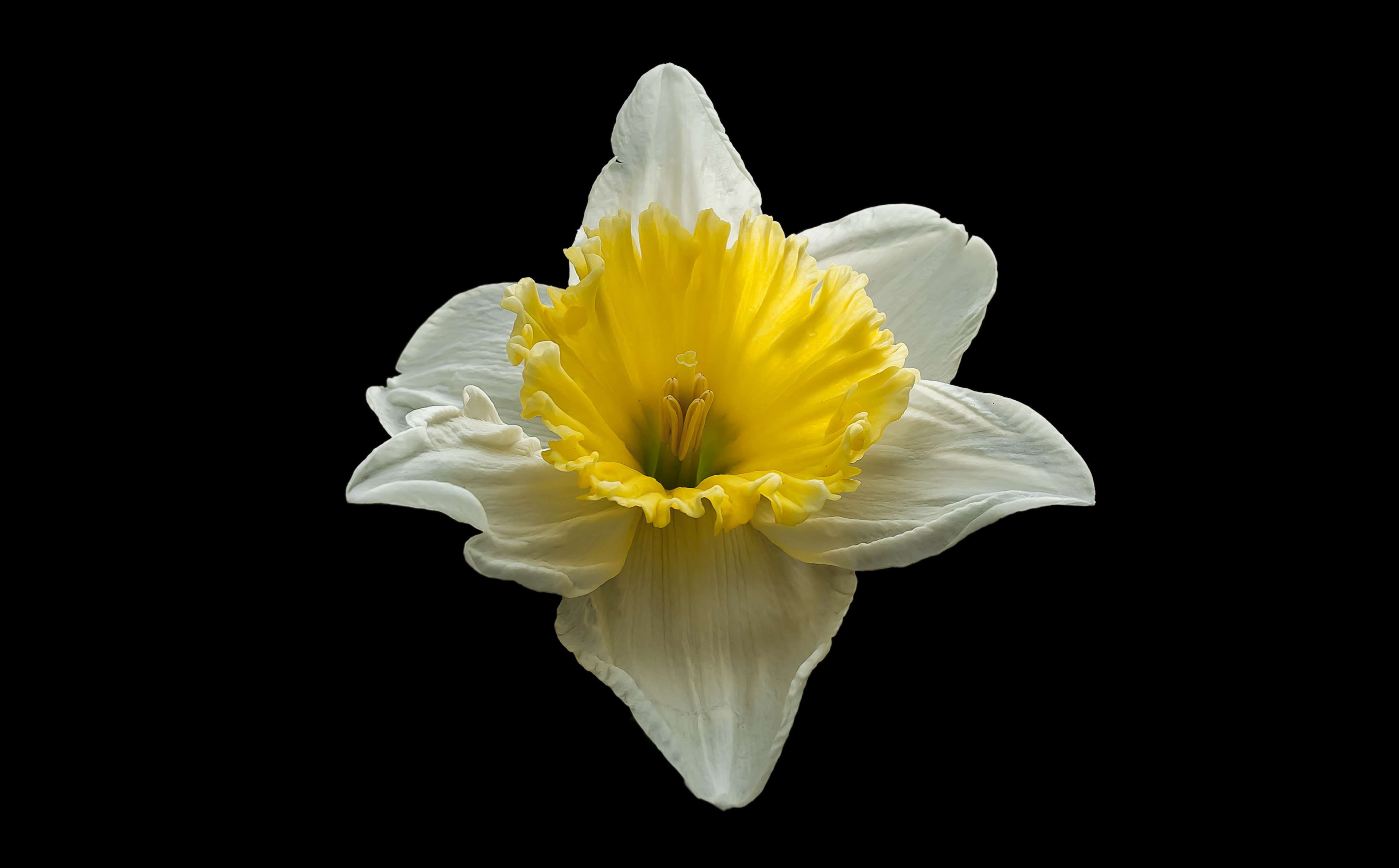 flowering plant, indoors, white color, nature, pollen, background, freshness, spring, beauty in nature, narcis, no people, close-up, inflorescence, 4K, HD Wallpaper