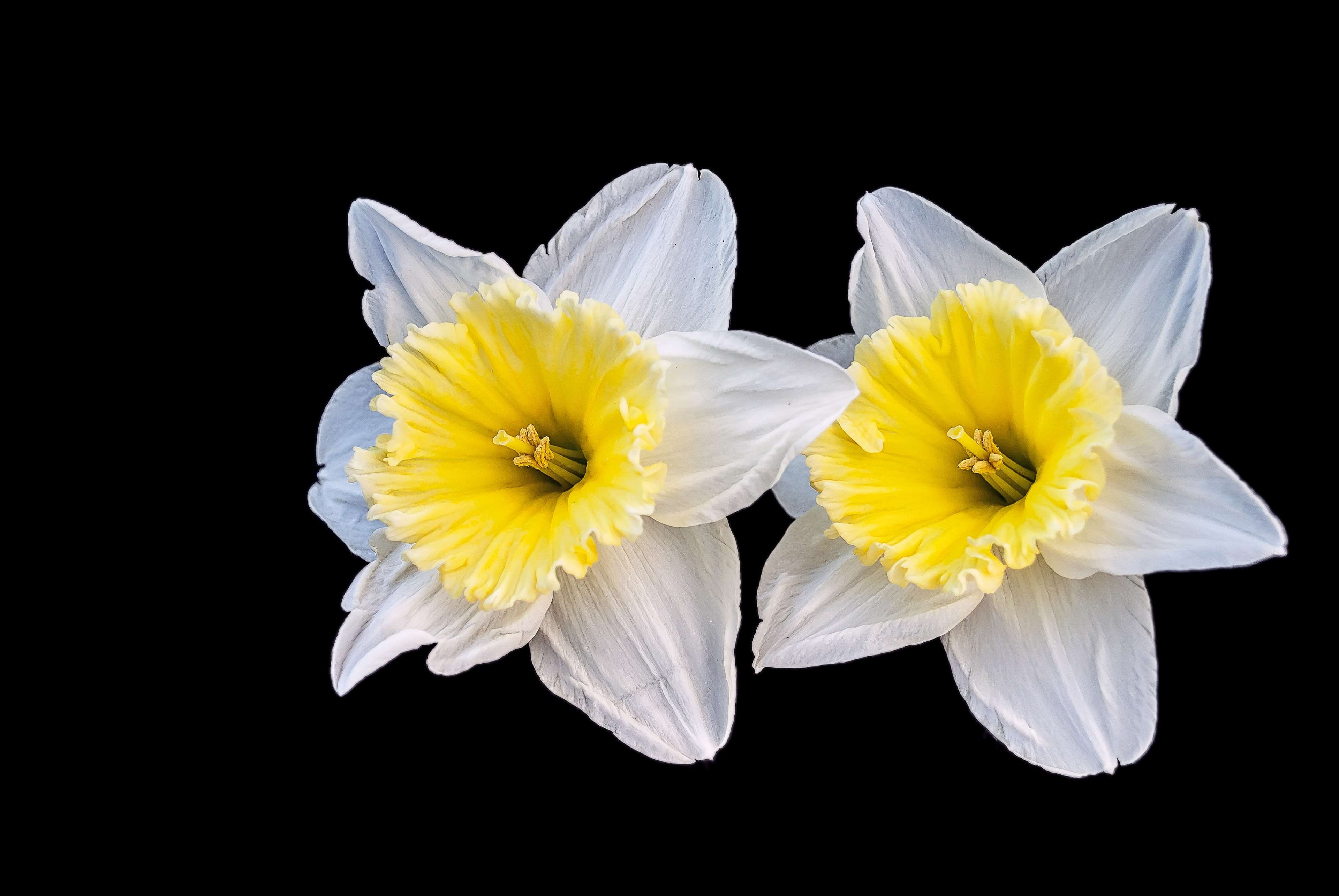freshness, cut out, fragility, petal, close-up, nature, white color, spring, black background, studio shot, no people, softness, narcis, 4K, creative, HD Wallpaper