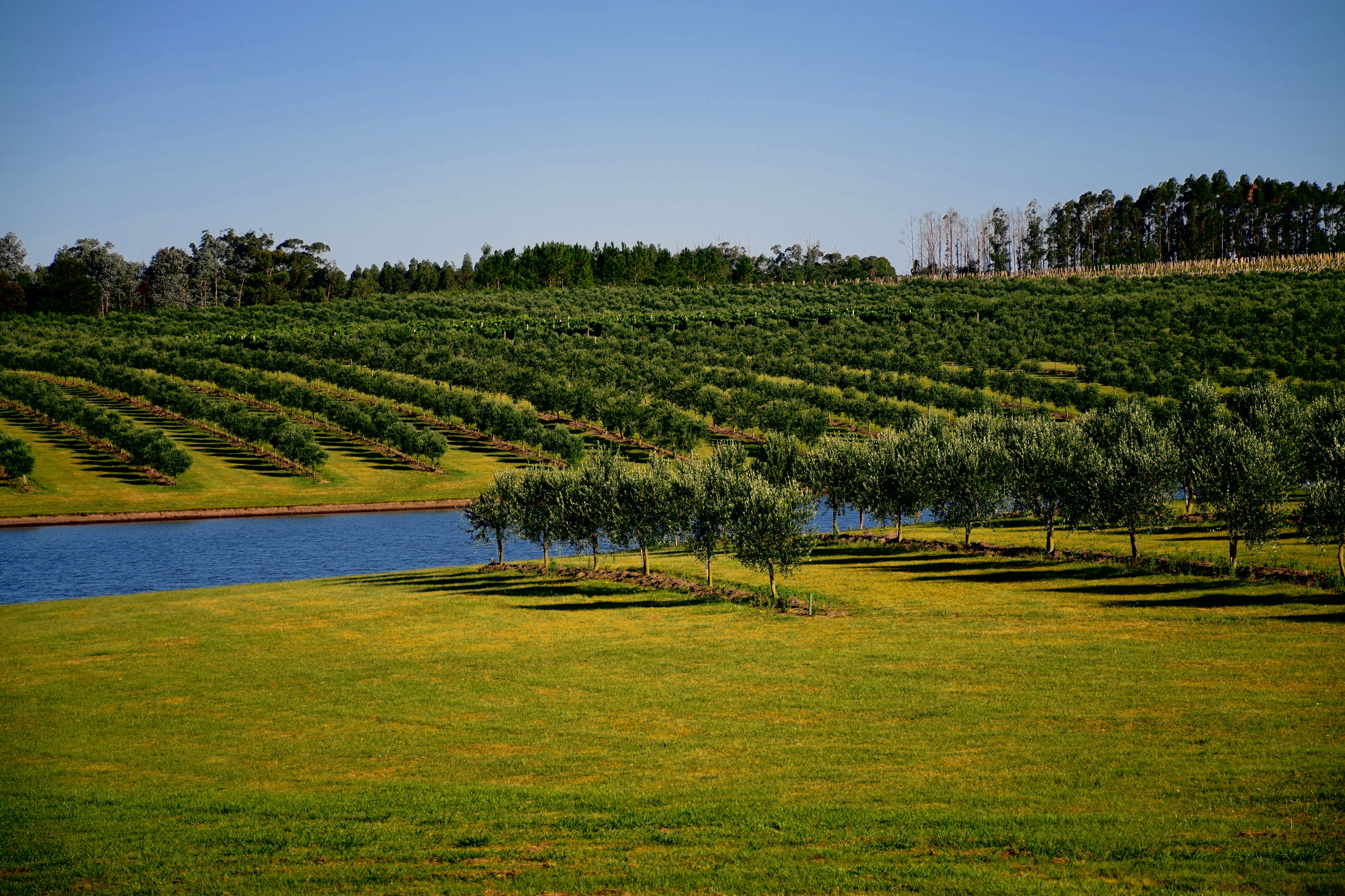 green color, maldonado, plant, day, agriculture, uruguay, life, sky, plats, tree, scenics - nature, 5K, field, outdoors, green, no people, landscape, plantation, HD Wallpaper