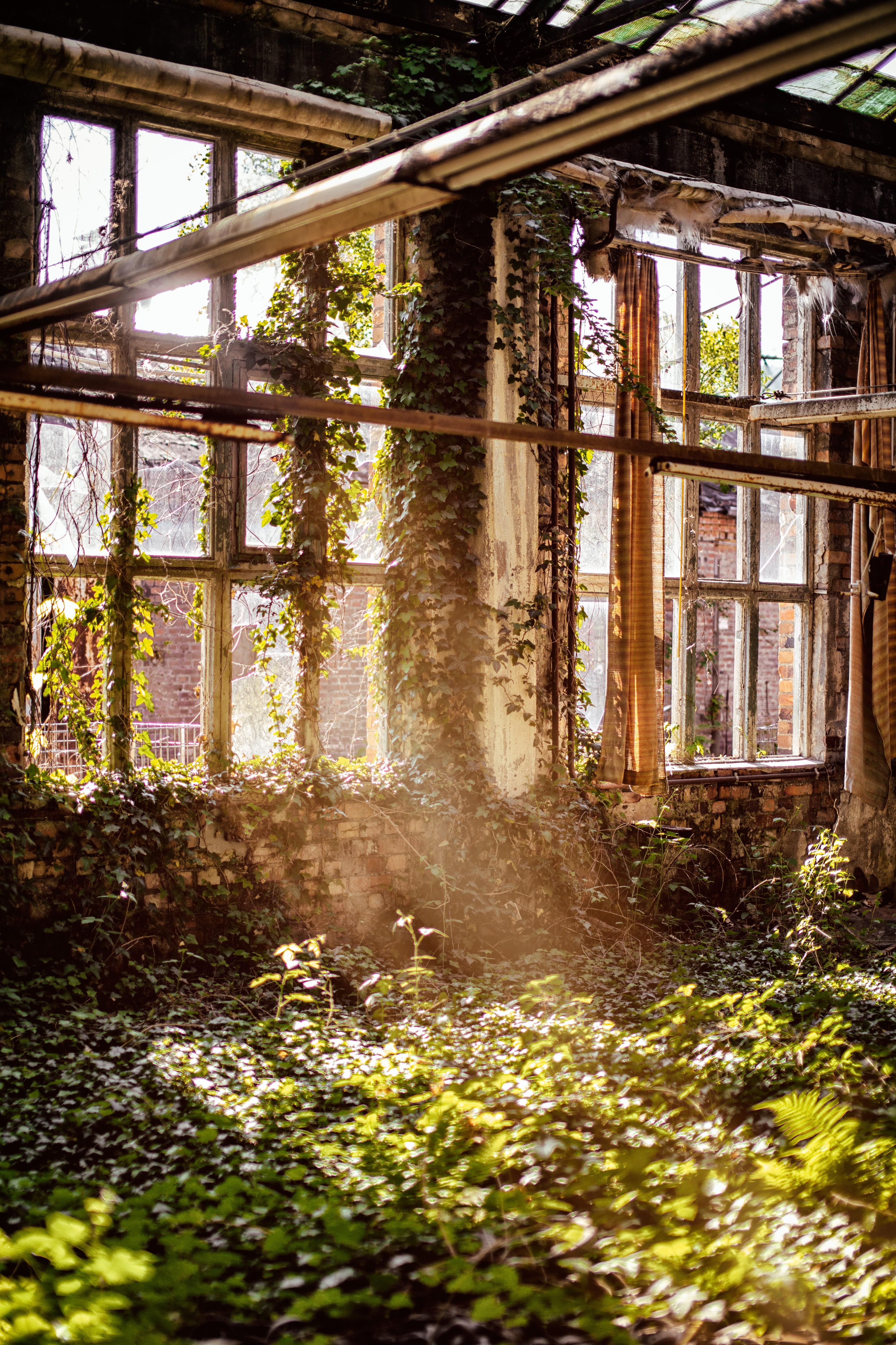 tree, window, day, building, built structure, old, forest, growth, no people, building exterior, outdoors, daytime, nature, sunlight, obsolete, abandoned, Phone HD Wallpaper