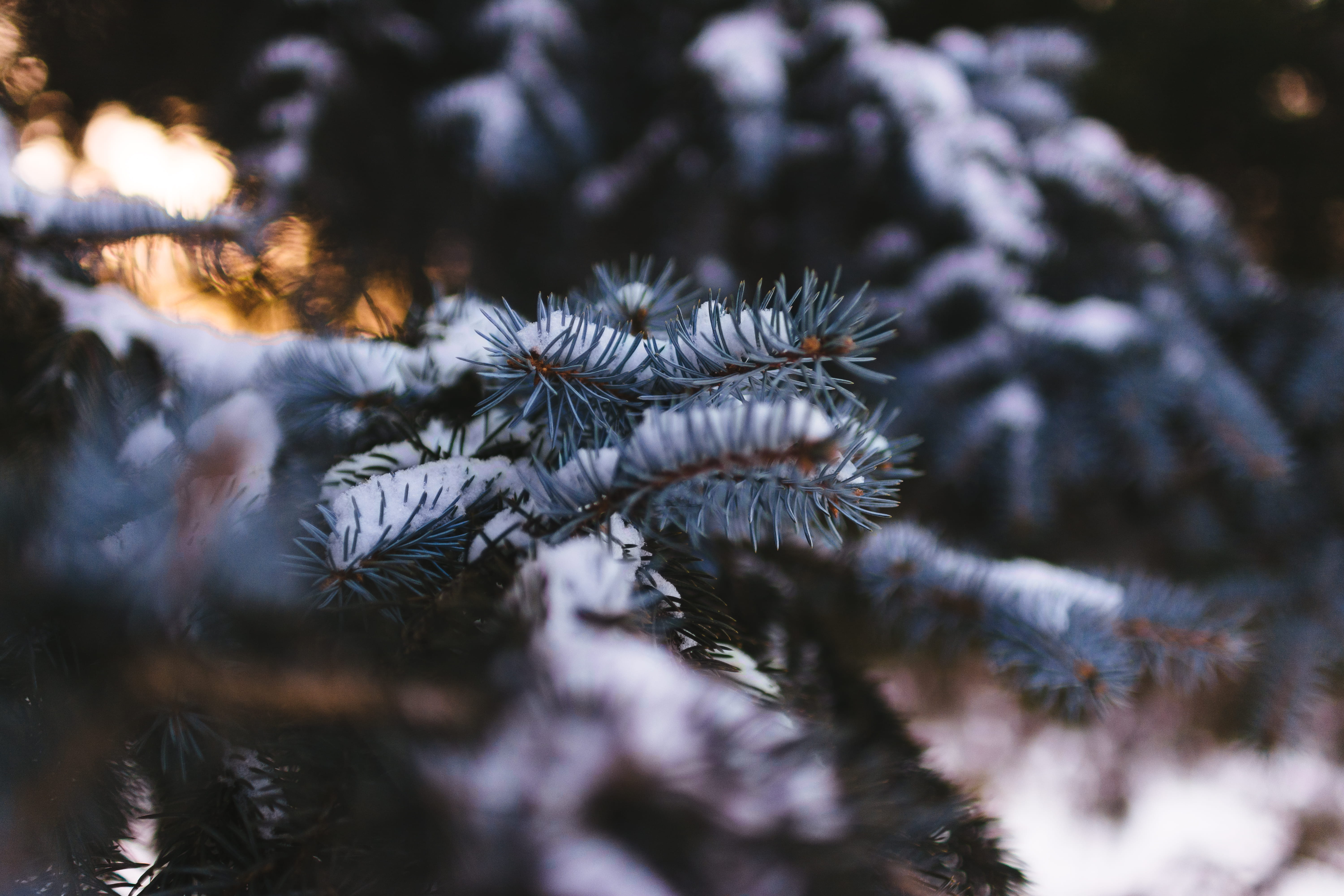 focus on foreground, needle - plant part, frozen, green, season, focus, woodland, nature, photo, close-up, tree, photography, snow, pine Tree, tranquility, HD Wallpaper
