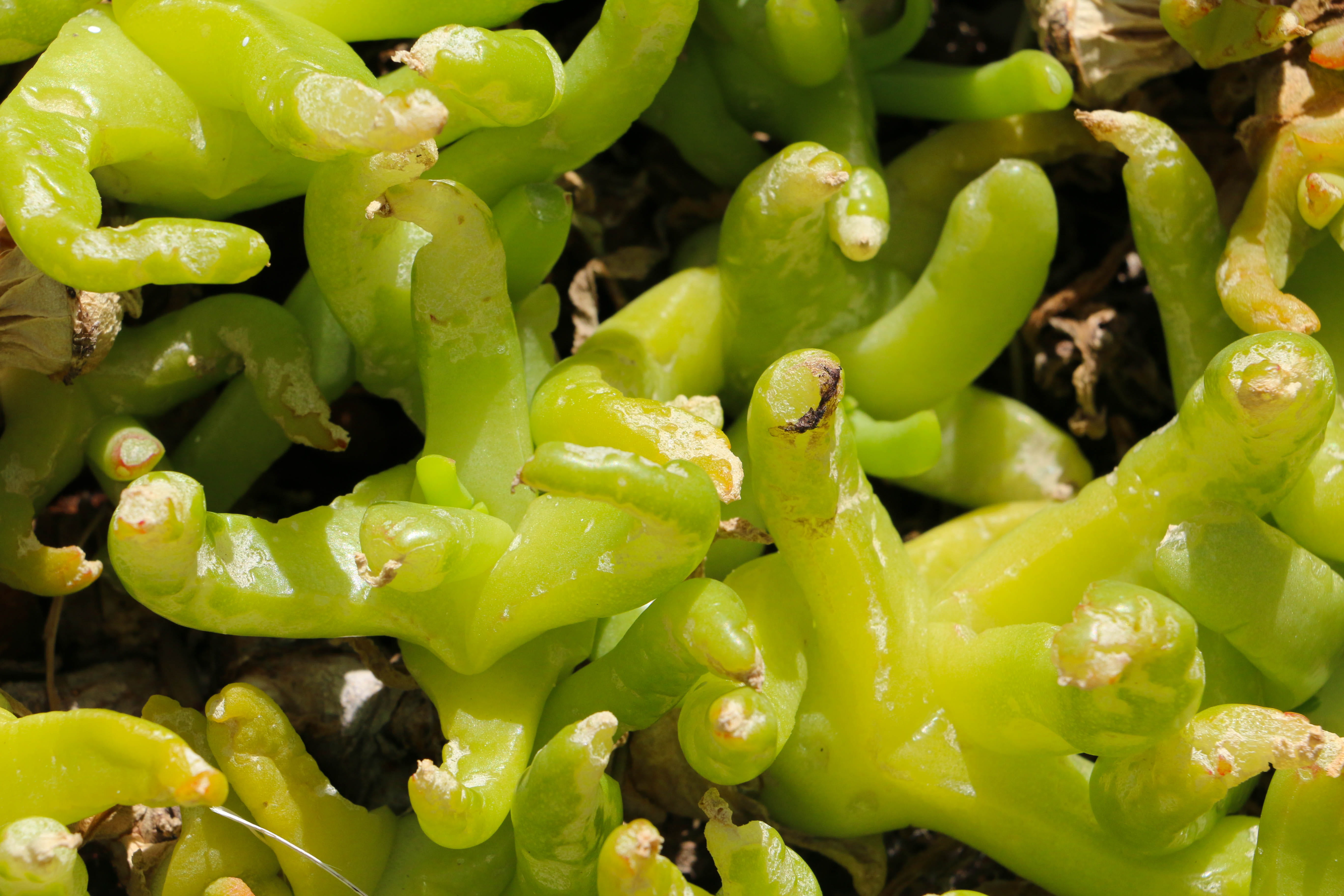 wellbeing, chili pepper, high angle view, no people, green, abundance, food, day, greenery, healthy eating, 5K, nature, food and drink, pepper, succulent, HD Wallpaper