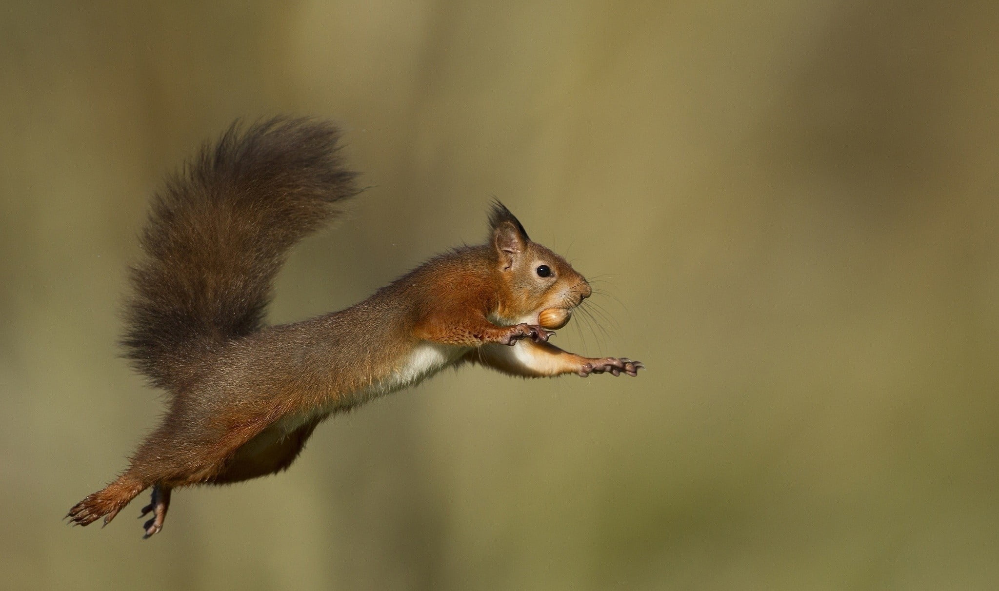 one Animal, looking, forest, mammal, nut, no people, vertebrate, protein, jump, side view, nut - Food, food, nature, tree, green Color, fur, day, squirrel, HD Wallpaper