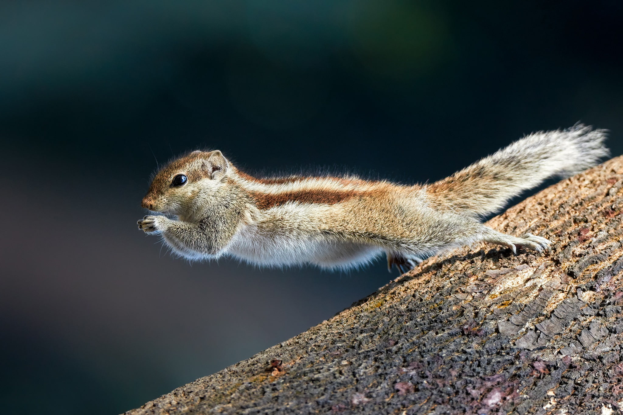 protein, Northern palm squirrel, jump, 1080P, HD Wallpaper