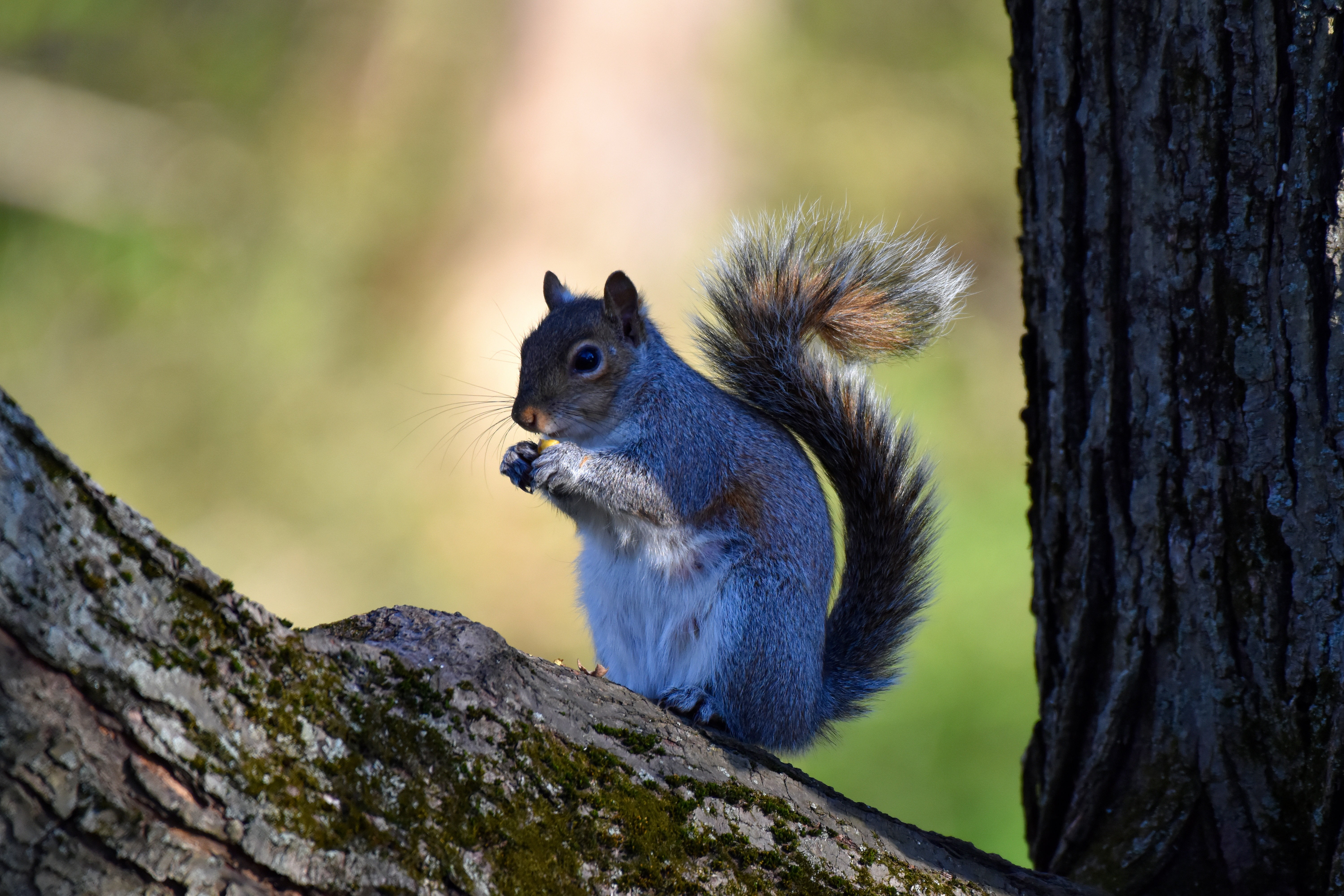rodent, branch, trunk, tree, animal wildlife, nature, animal, no people, tree trunk, squirrel, one animal, vertebrate, day, outdoors, close-up, whisker, HD Wallpaper